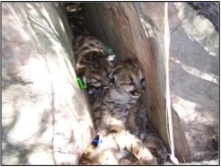 A photo of P02's litter and den site. Mountain lions do not "build" dens, but instead use areas naturally available like rock crevices to protect their litter of young.