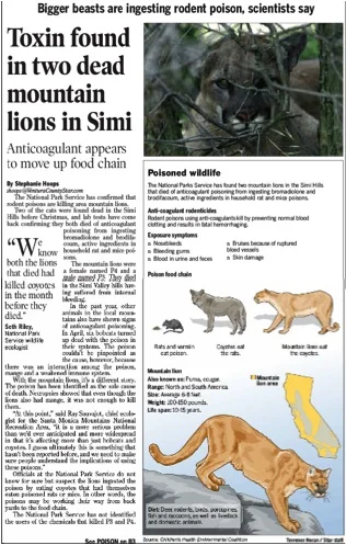 A Ventura County Star article highlighted the effects of anticoagulants on two local mountain lions. The lions died directly of anticoagulant rat poison toxicity and were thought exposed to the poisons from consuming coyotes that were exposed to the poisons. This suggests tertiary exposure rather through the secondarily exposed coyotes.