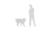 The size of a bobcat relative to a person.