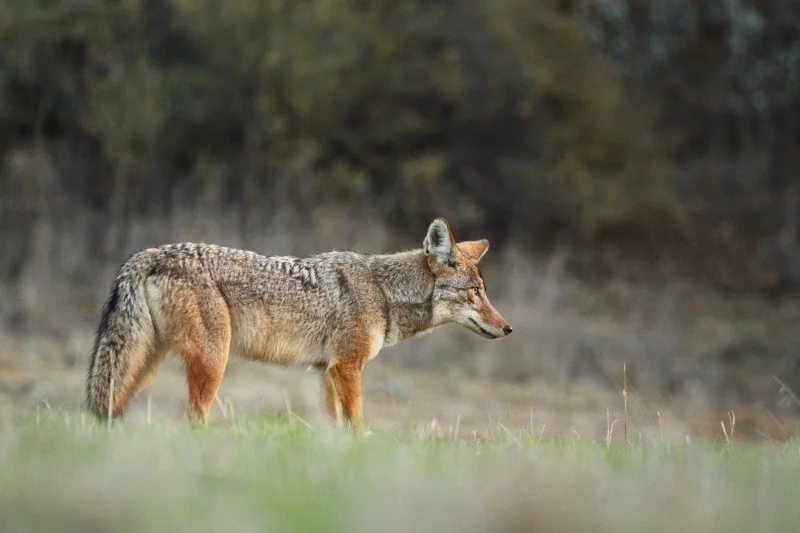 A photo of a coyote taken in Cheseboro Canyon in the Simi Valley. Photo taken by Jared Hughey. 