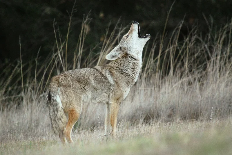 Howling coyote! Coyotes are well known for their howling songs, often heard at night in both urban and natural areas around the Santa Monica Mountains. Song is important for communication between coyotes. Photo taken by Jared Hughey .