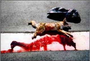 Photo of a coyote that died of anticoagulant poisoning. This picture is graphic but is the bottom line for the effects these poisons have on some species. Outwardly, the coyote looks healthy and unharmed. However, when the animal is dissected for autopsy, we find excessive amounts of free-blood in the abdominal and thoracic cavities. In this picture, the blood has spilled out of the coyote when it was cut open.
