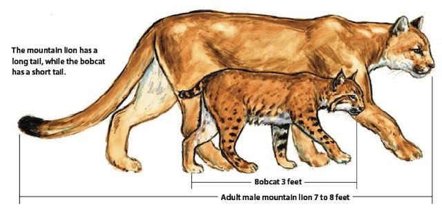 puma vs lion