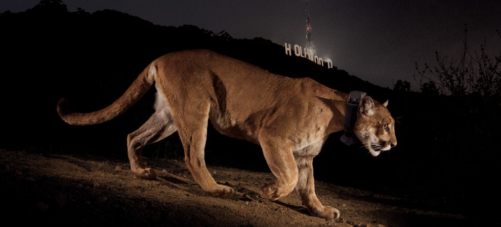 Photo taken by Steve Winter that was used as the cover of the December 2013 National Geographic issue. 