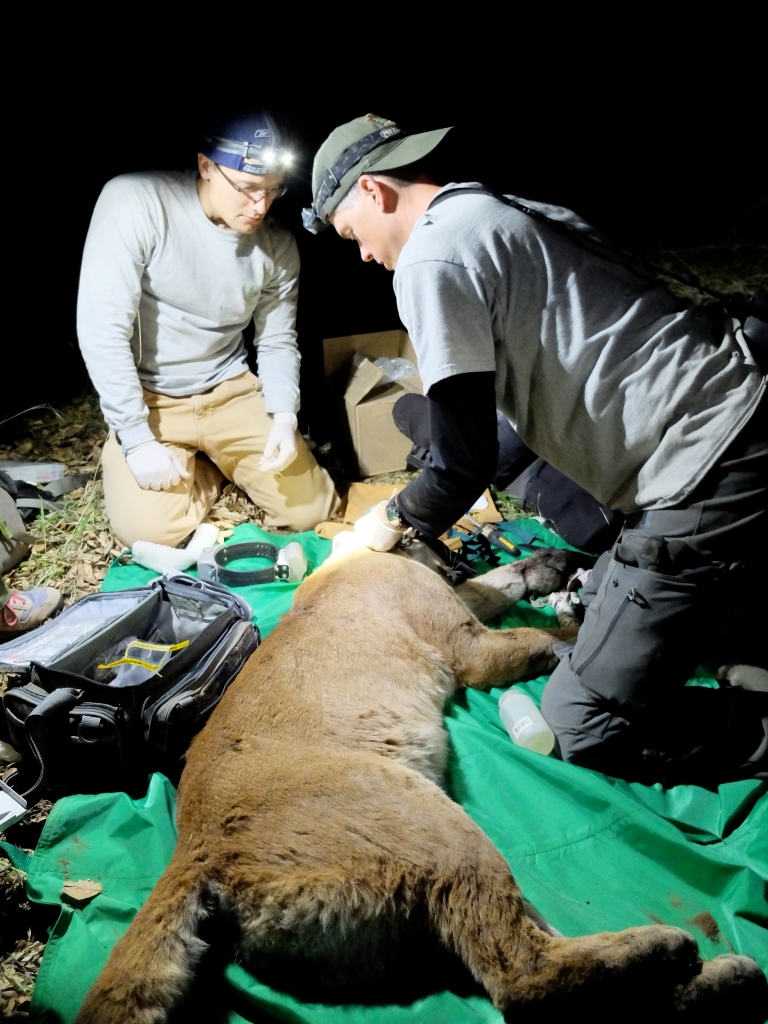 P35 at the time of capture being radio-collared by mountain lion biologist Jeff Sikich (right).