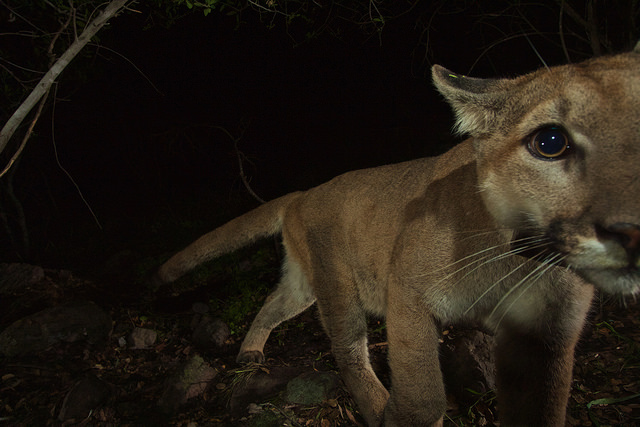 An image of P32 captured in the Santa Monica Mountains. Courtesy of the National Park Service.