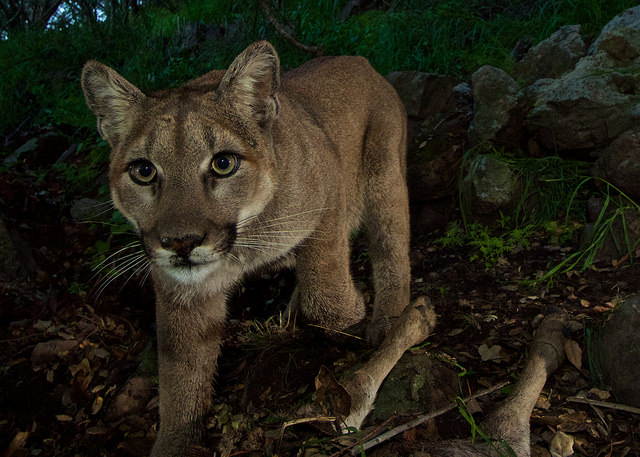 An image of P33 captured in the Santa Monica Mountains. Courtesy of the National Park Service.