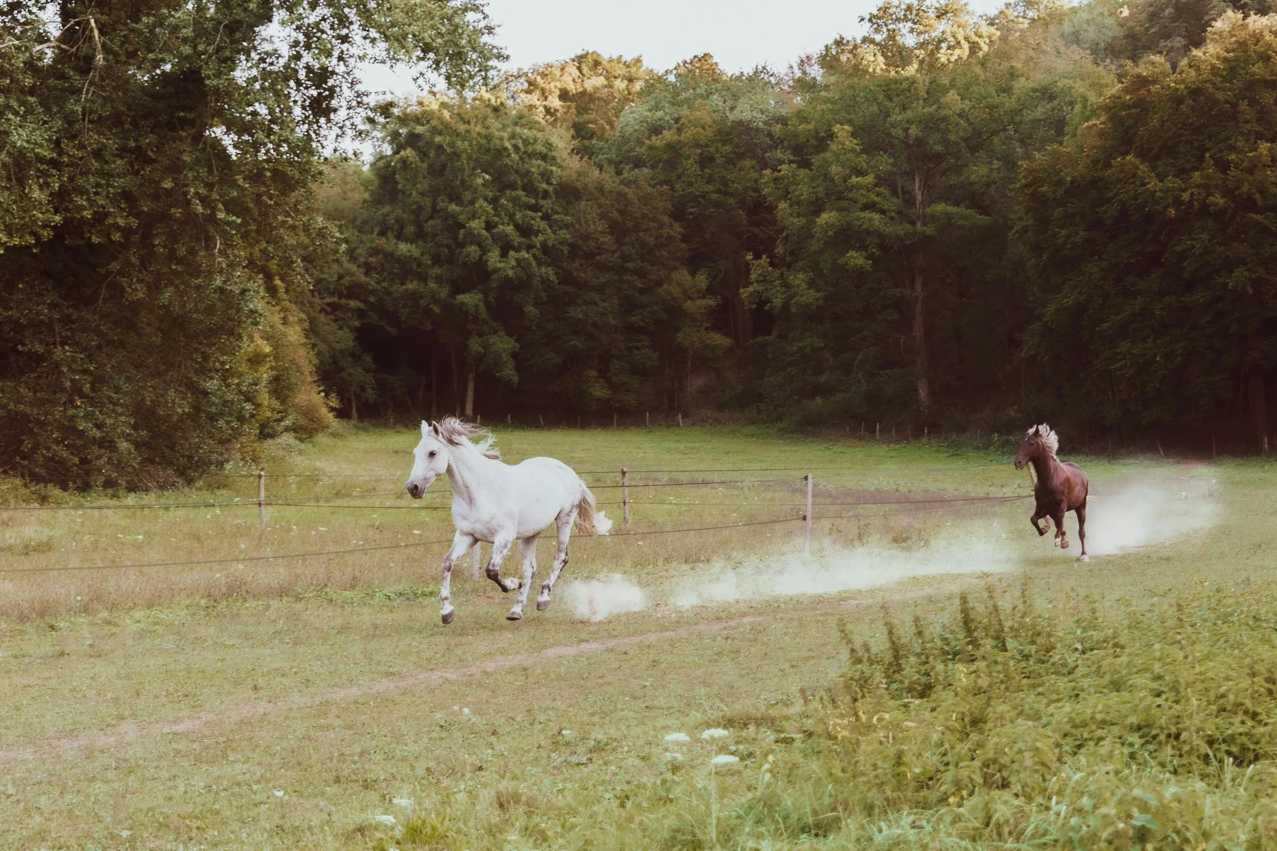 What Happens After the Fireworks 🔥🐎