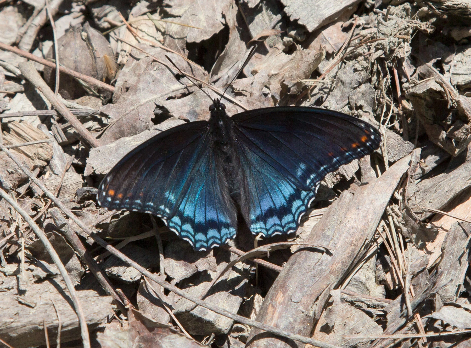 R47831_1800px.jpg