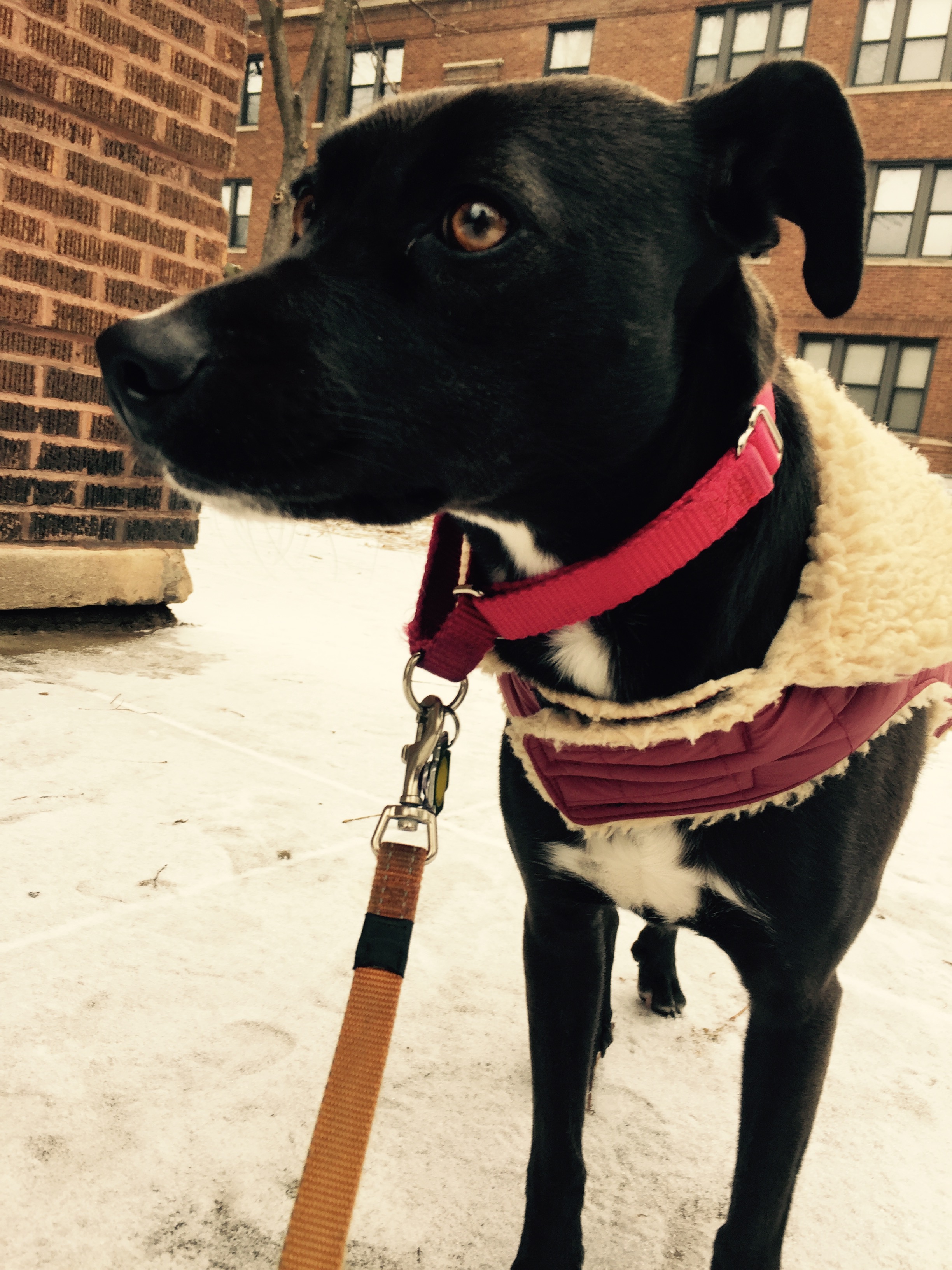Daisy in the snow with a jacket straight from Abercrombie and Fitch circa 2006.