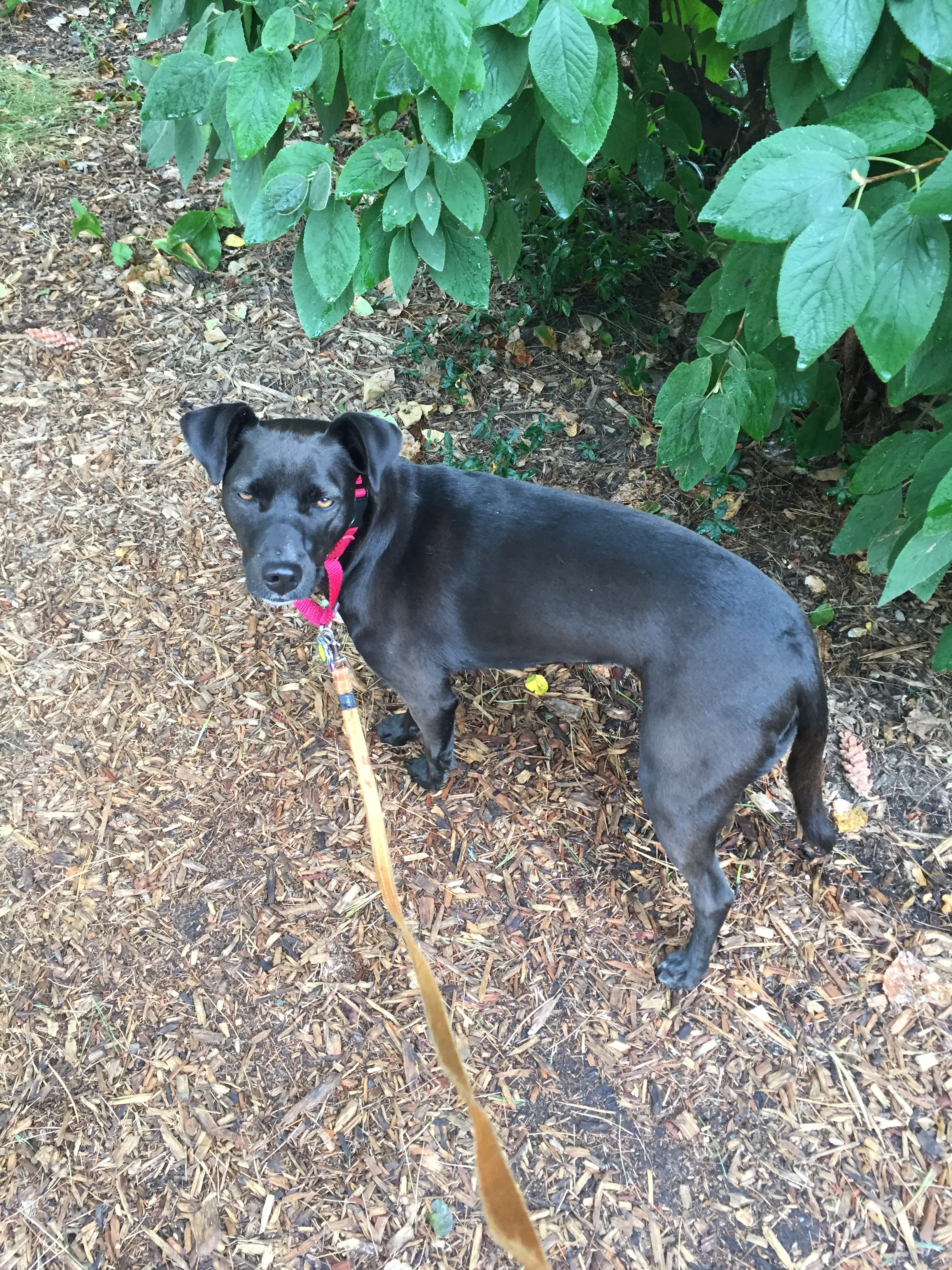 Daisy, upon hearing that they don't make lavender perfume for dogs.