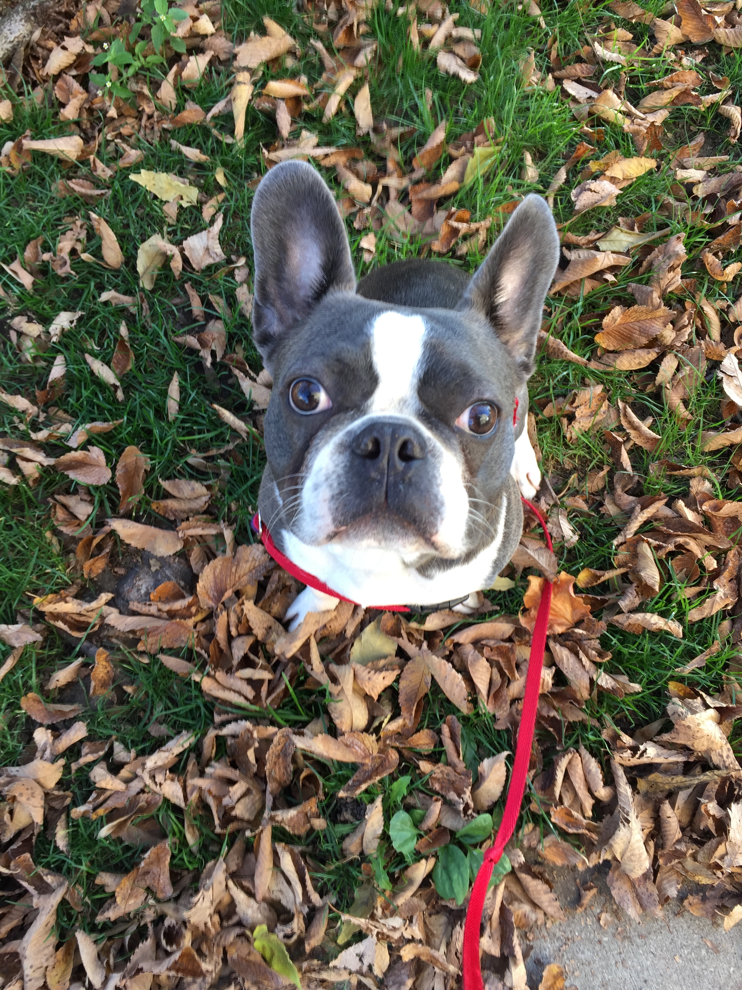 Hugo, clean-nosed and ready for any and all commercial work.