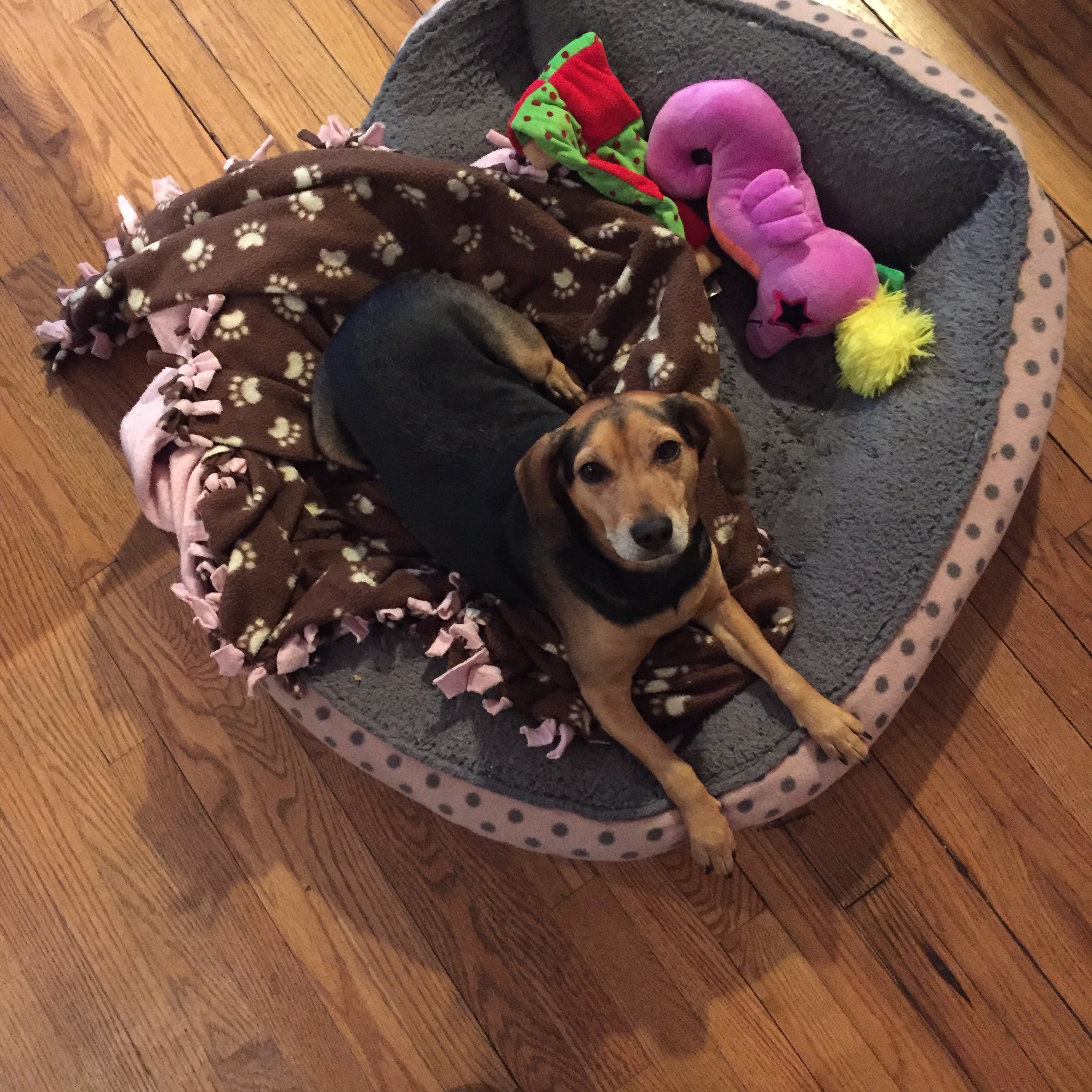 Tough to argue with that face. 'Cause dogs can't speak English.
