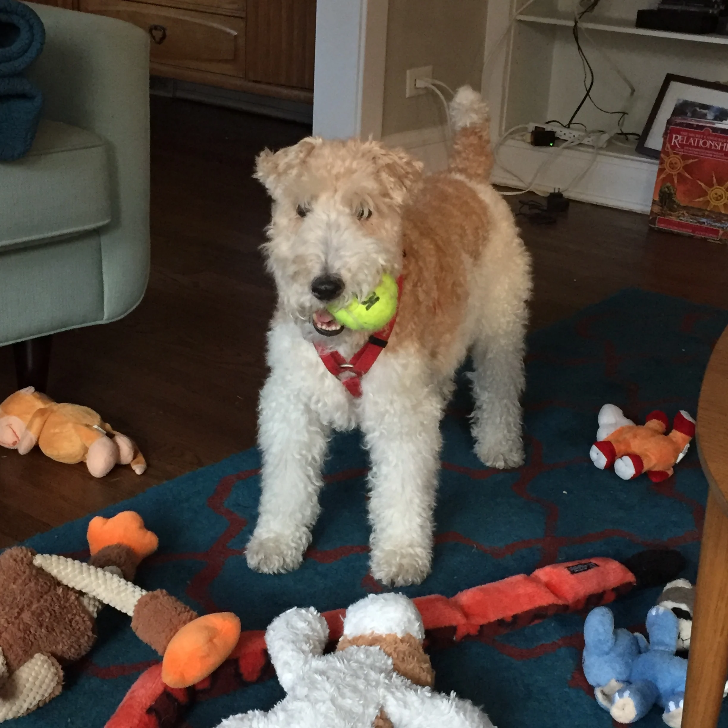 A boy and his ball. 