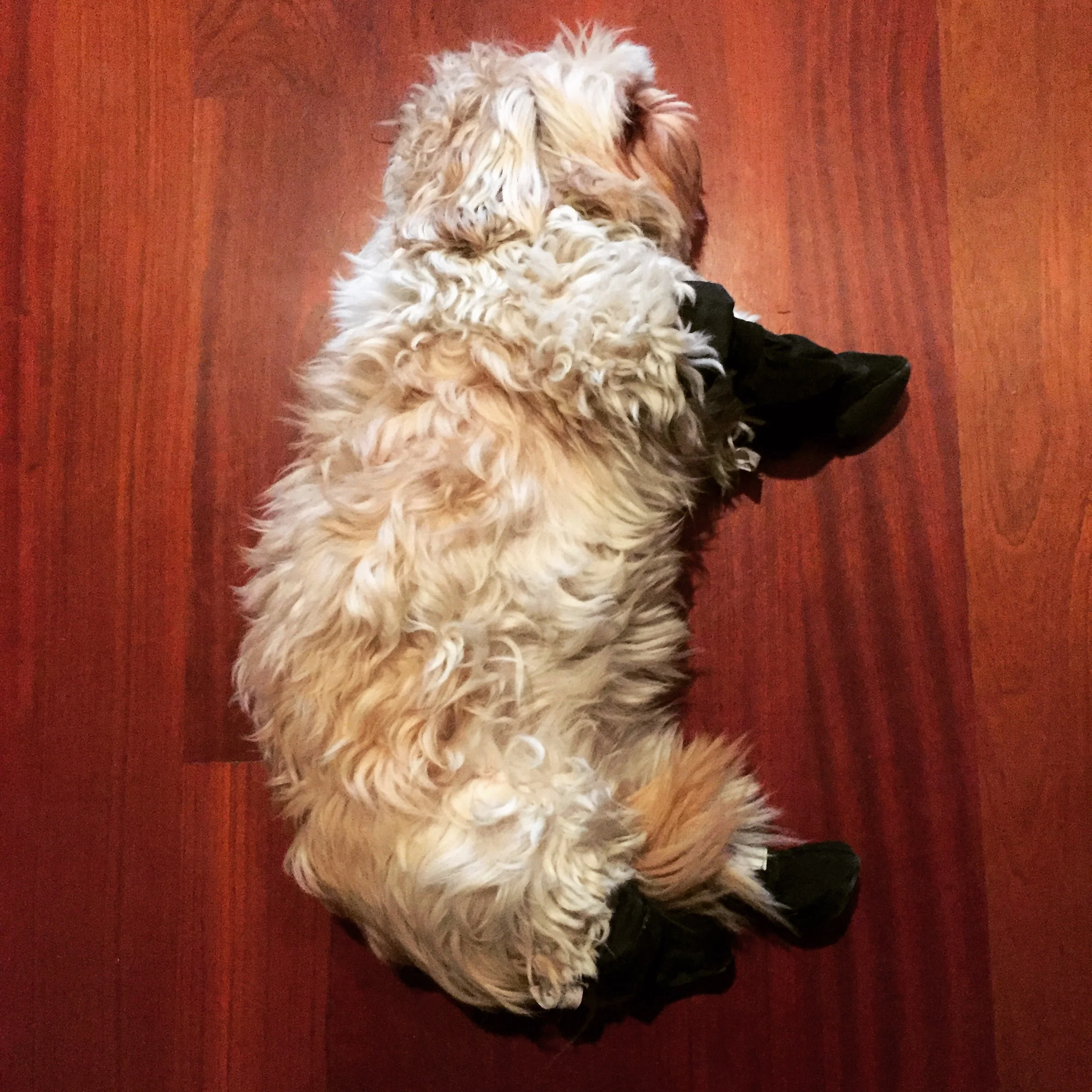 Rocky in full "dust mop" mode.