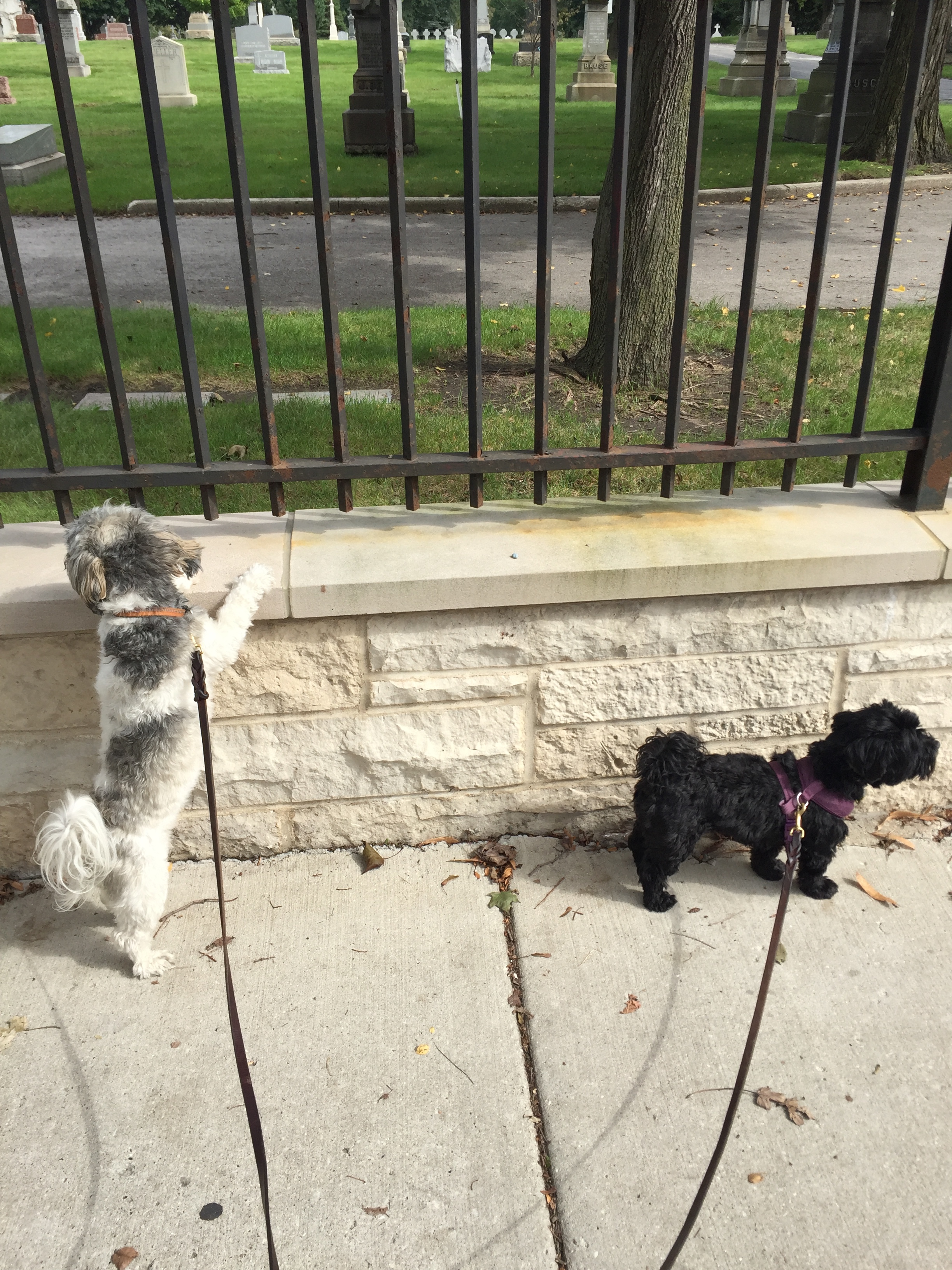 Mac (left) pondering his mortality and Biddy (right) supressing all such thoughts.