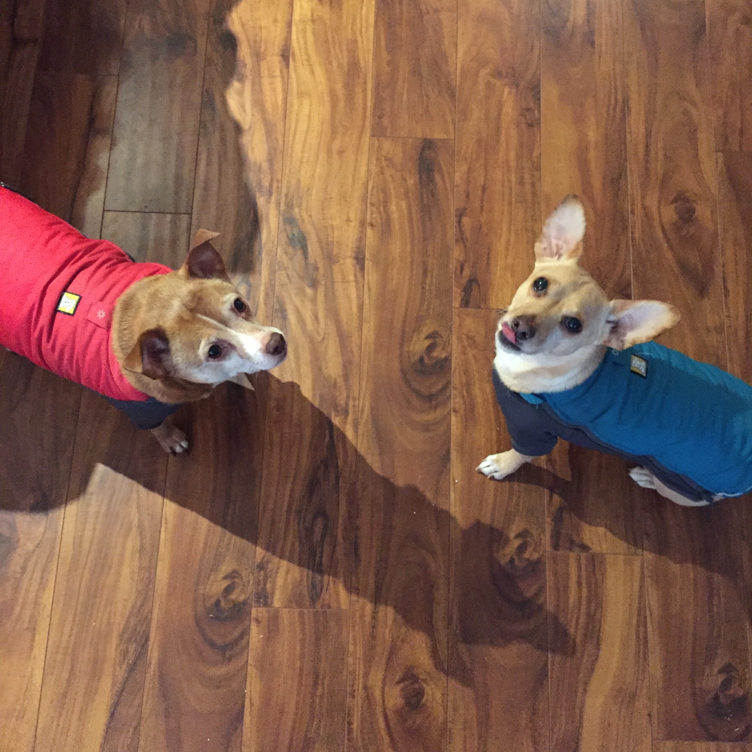 Nathan in red and Tucker in blue, blissfully unaware of the crazed struggle that was putting those jackets one. 