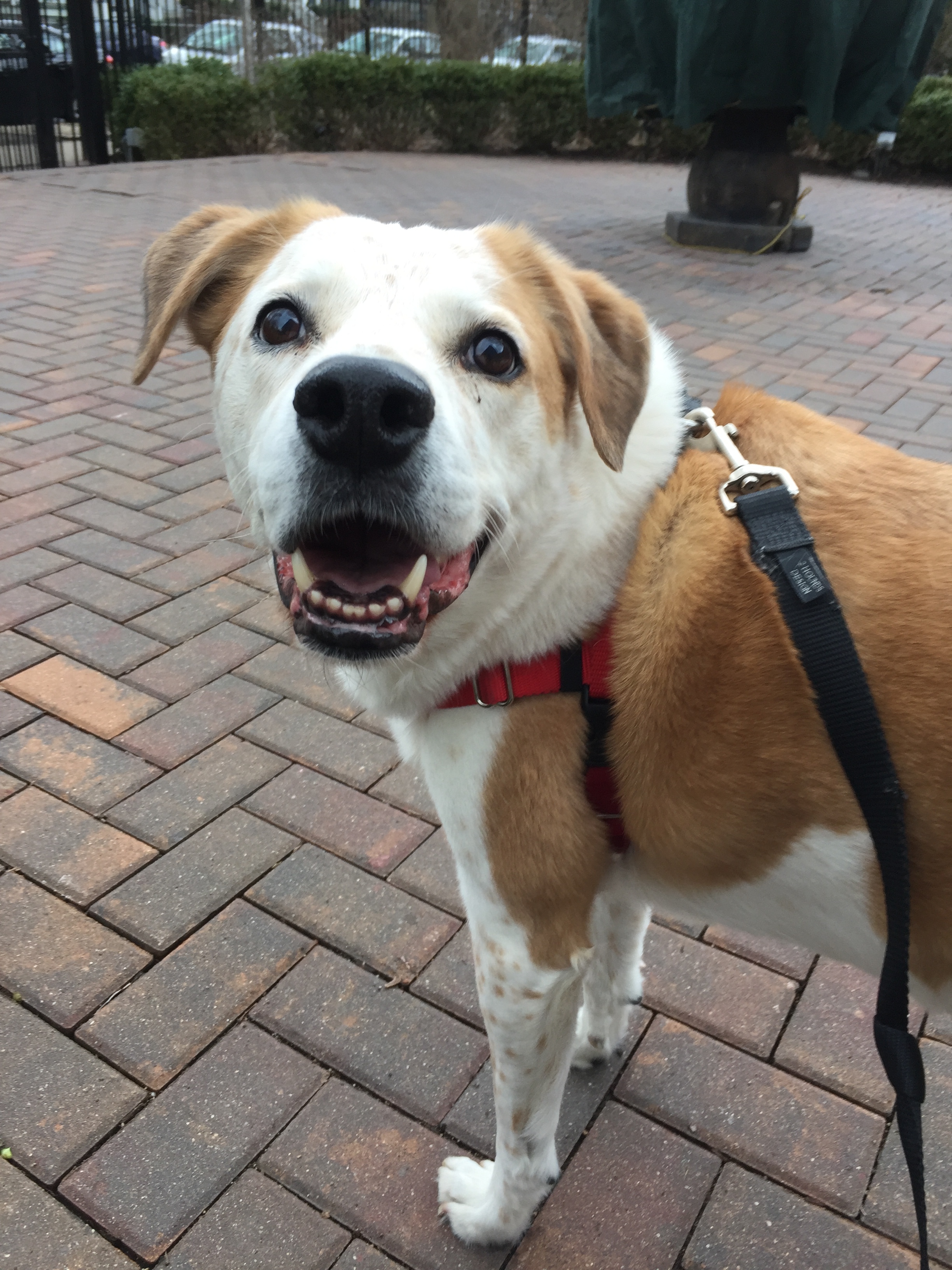 The face of a canine that definitely knows what "business" means.