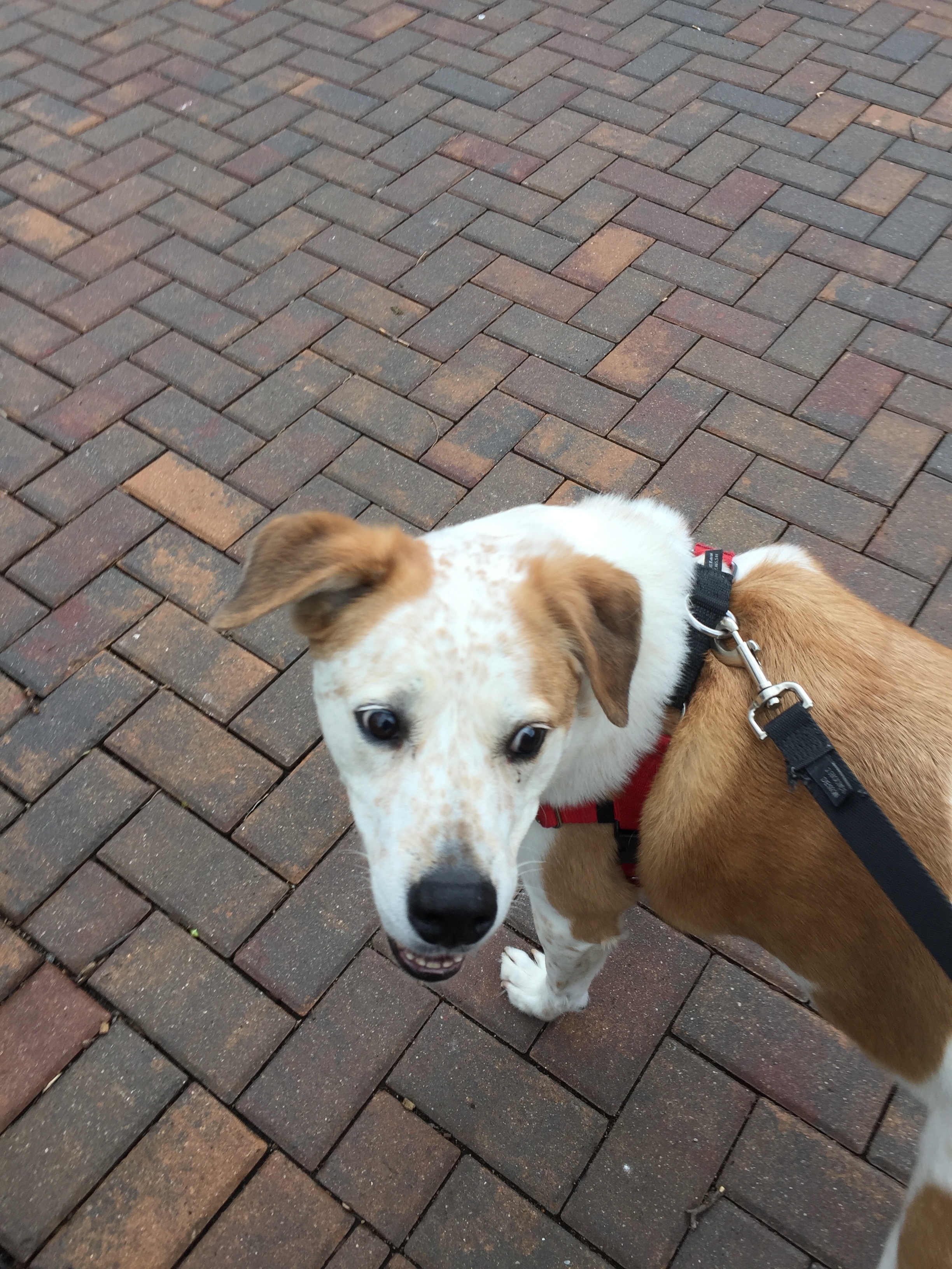 Lou, making sure I haven't fallen down/been attacked by a streetperson/burst into flame.