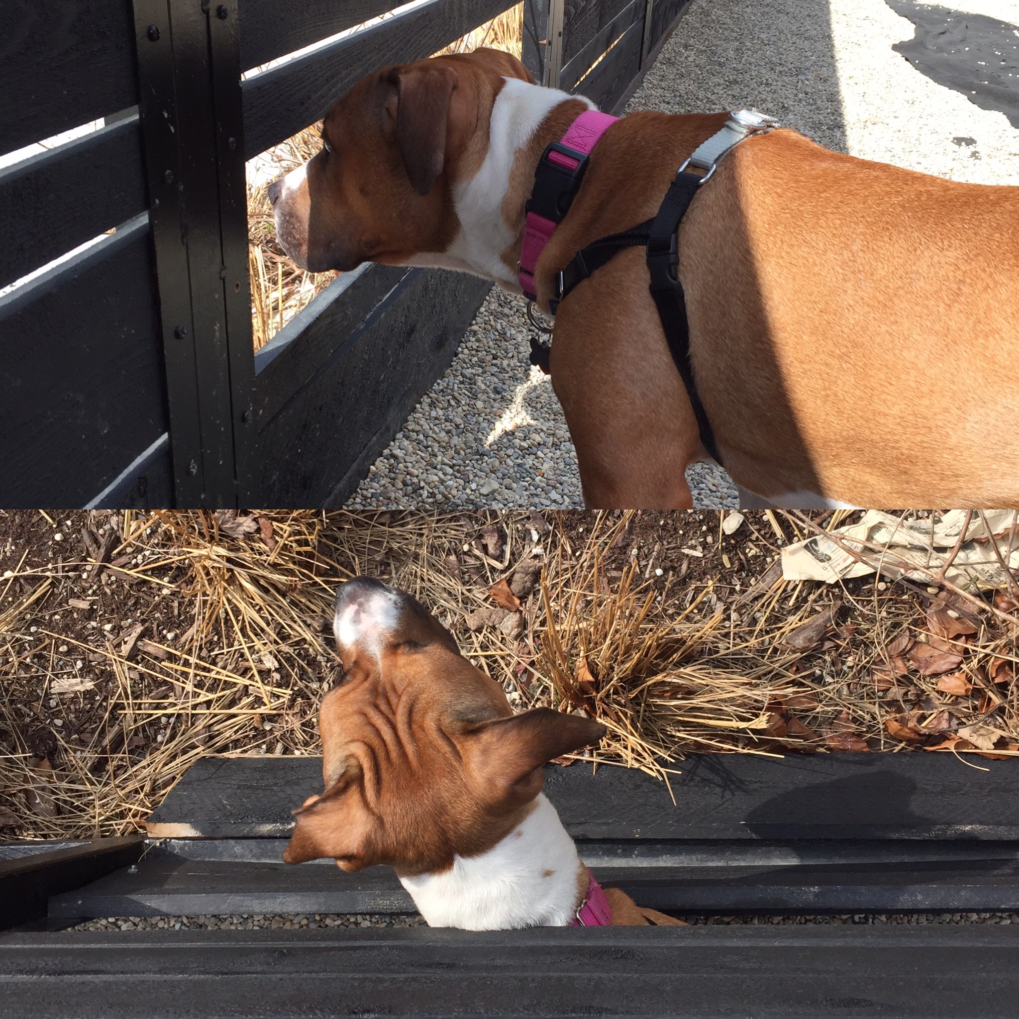 Marge pretending to be a cow on the farm.