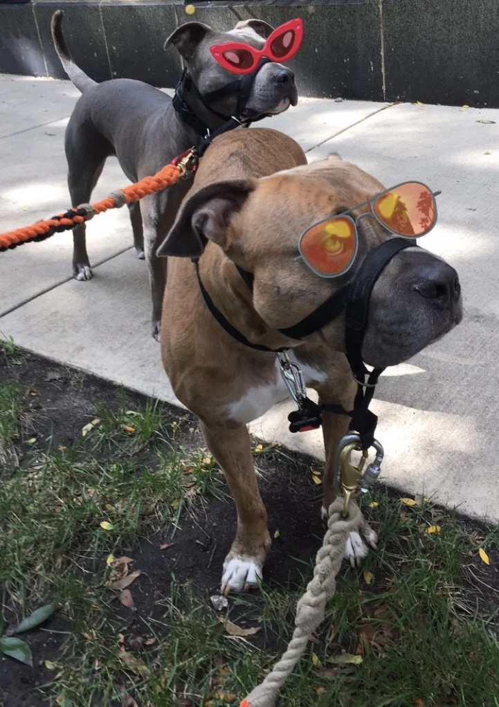 Lincoln & Winston , Summer 2016