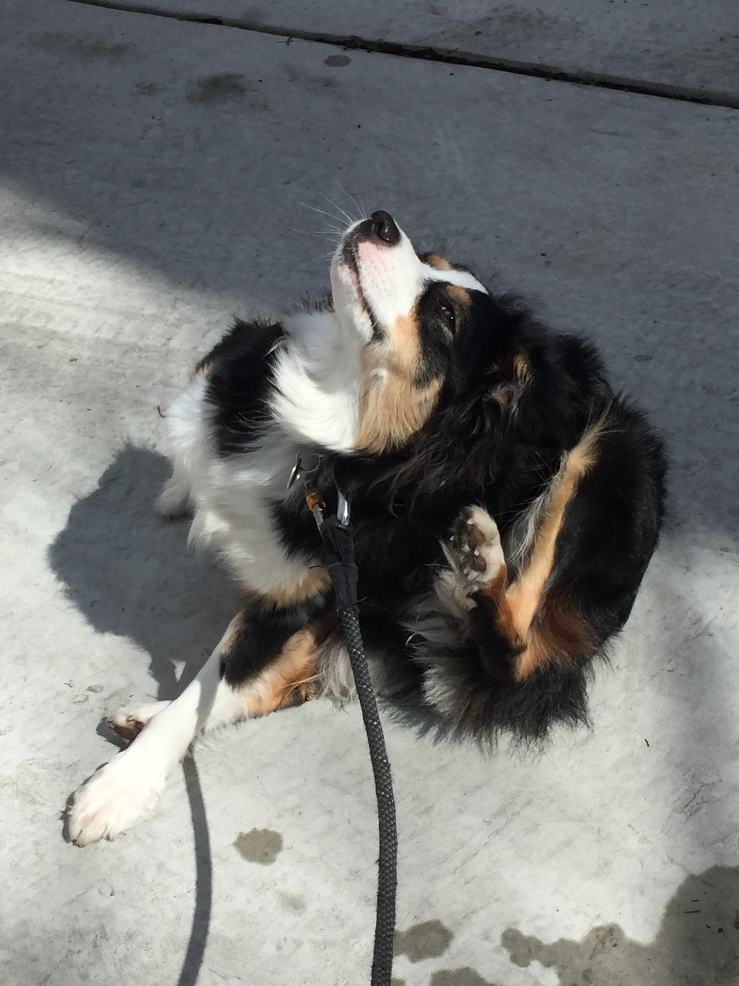 Juniper in repose.