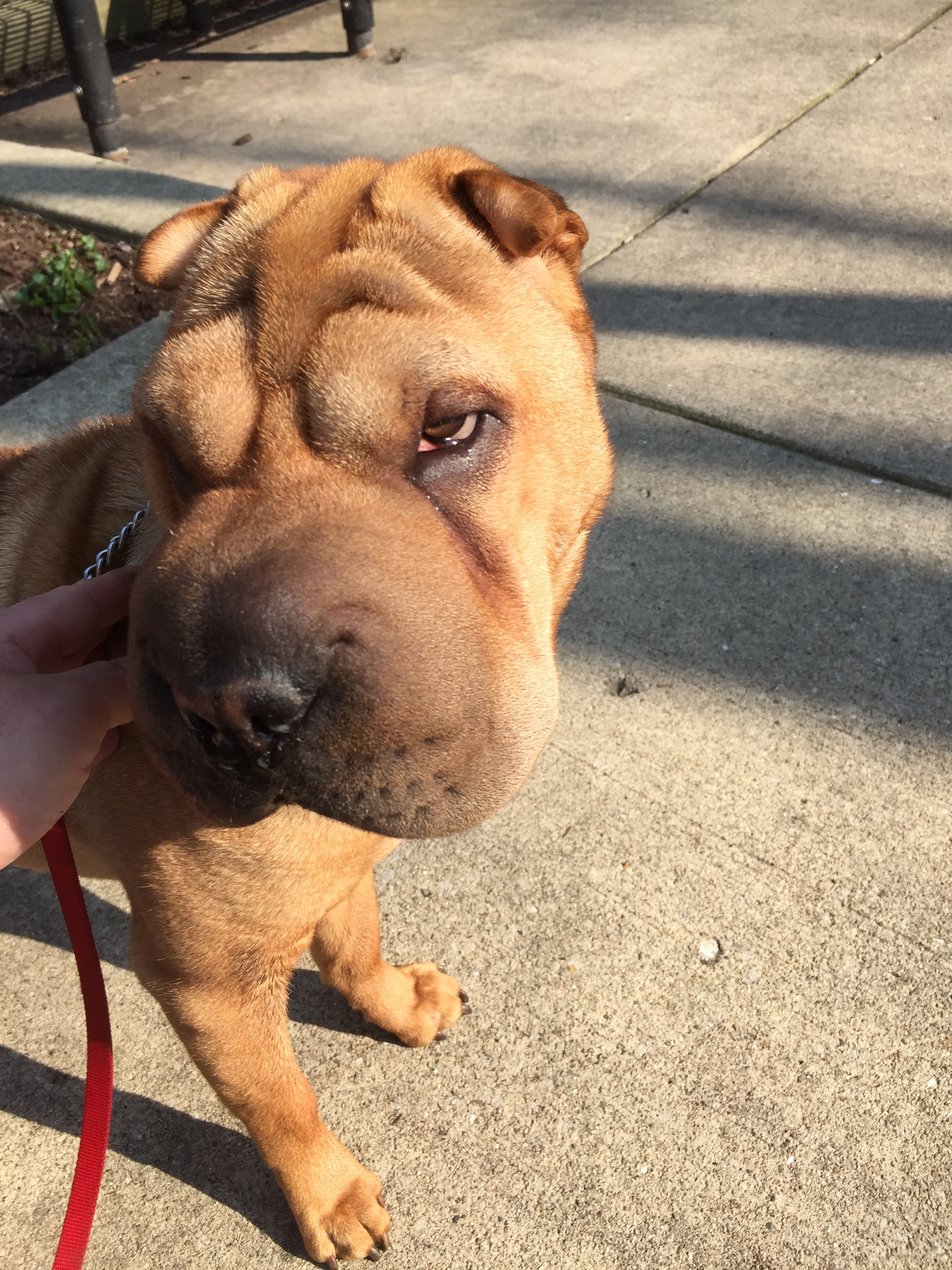 Lucy has very little time for puny mortal concerns like leash maintenance.