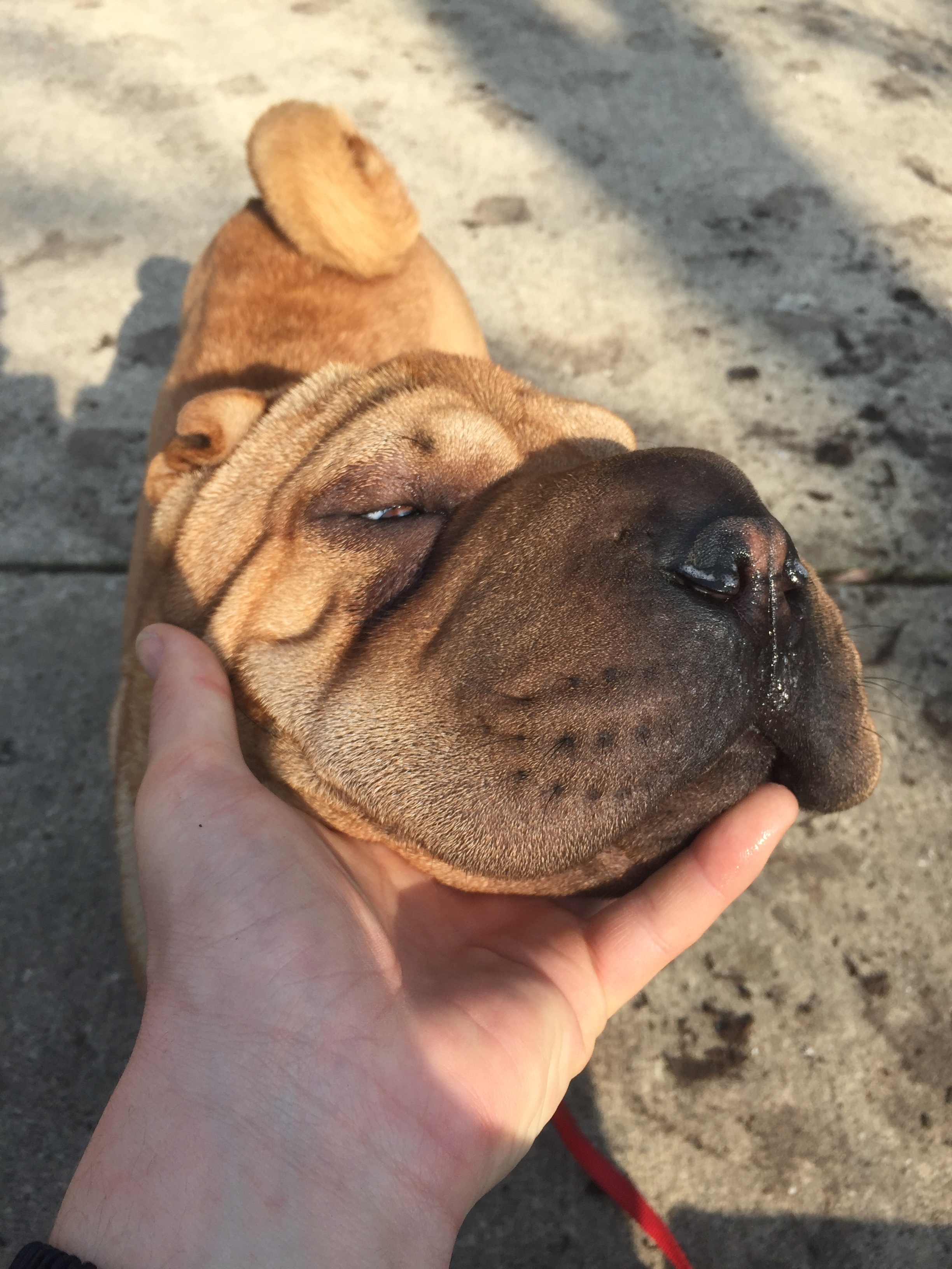 Just one of the best dogheads out there. Now also featuring curly tail.