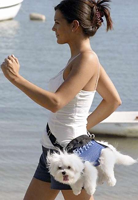 Wrong kind of dog fanny pack.