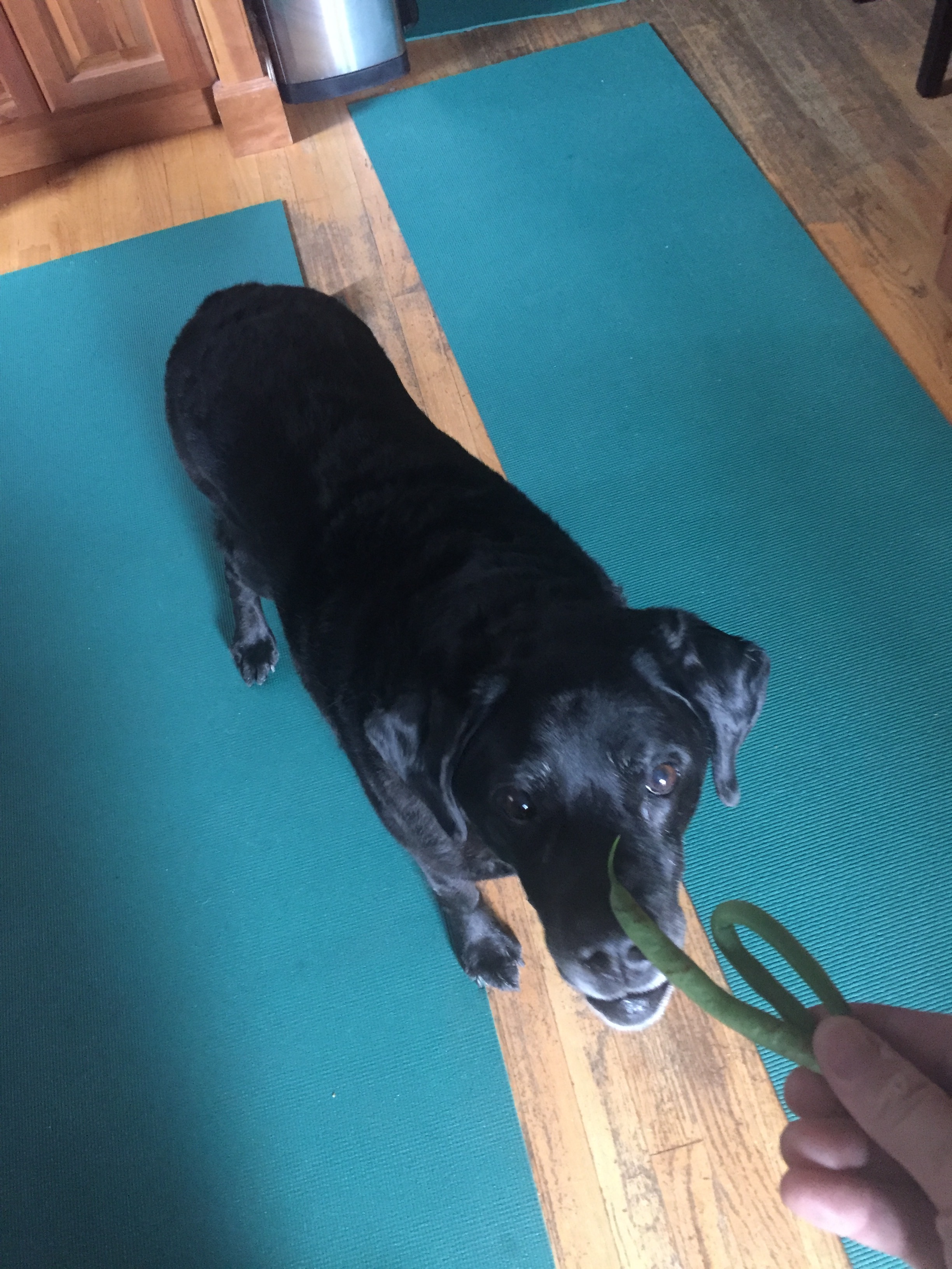 A not very great photograph of a very great dog about to enjoy a healthy snack.