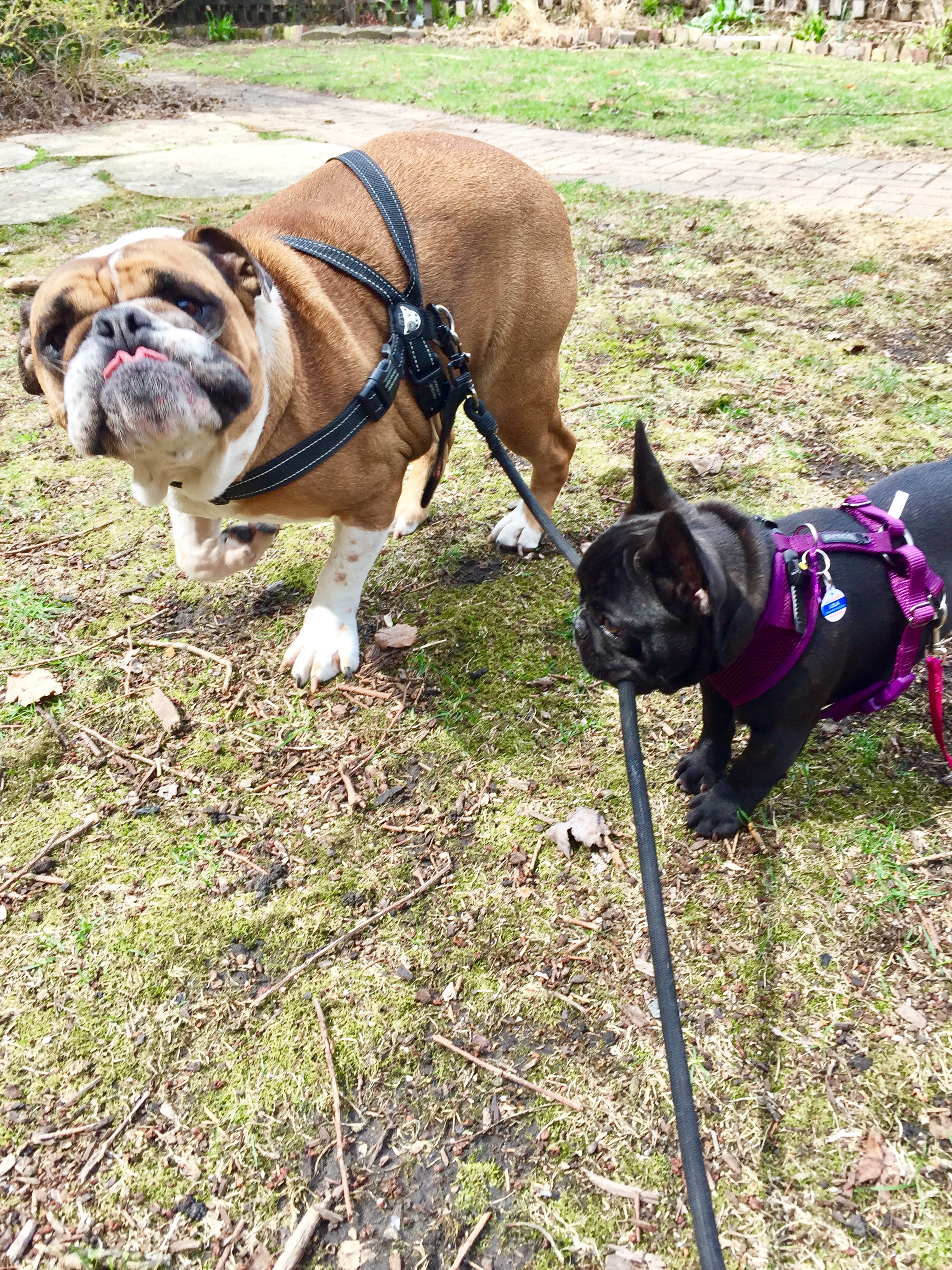 Angus (English bulldog) and Lola (teeny French blip) going for a walk.