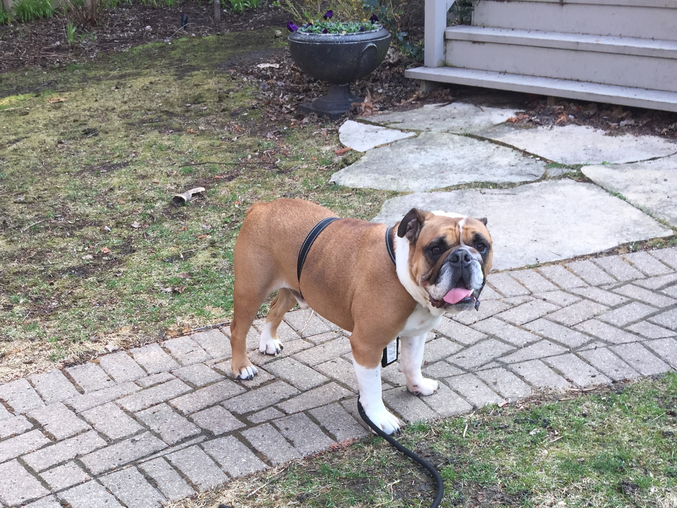 Angus, in his natural state.