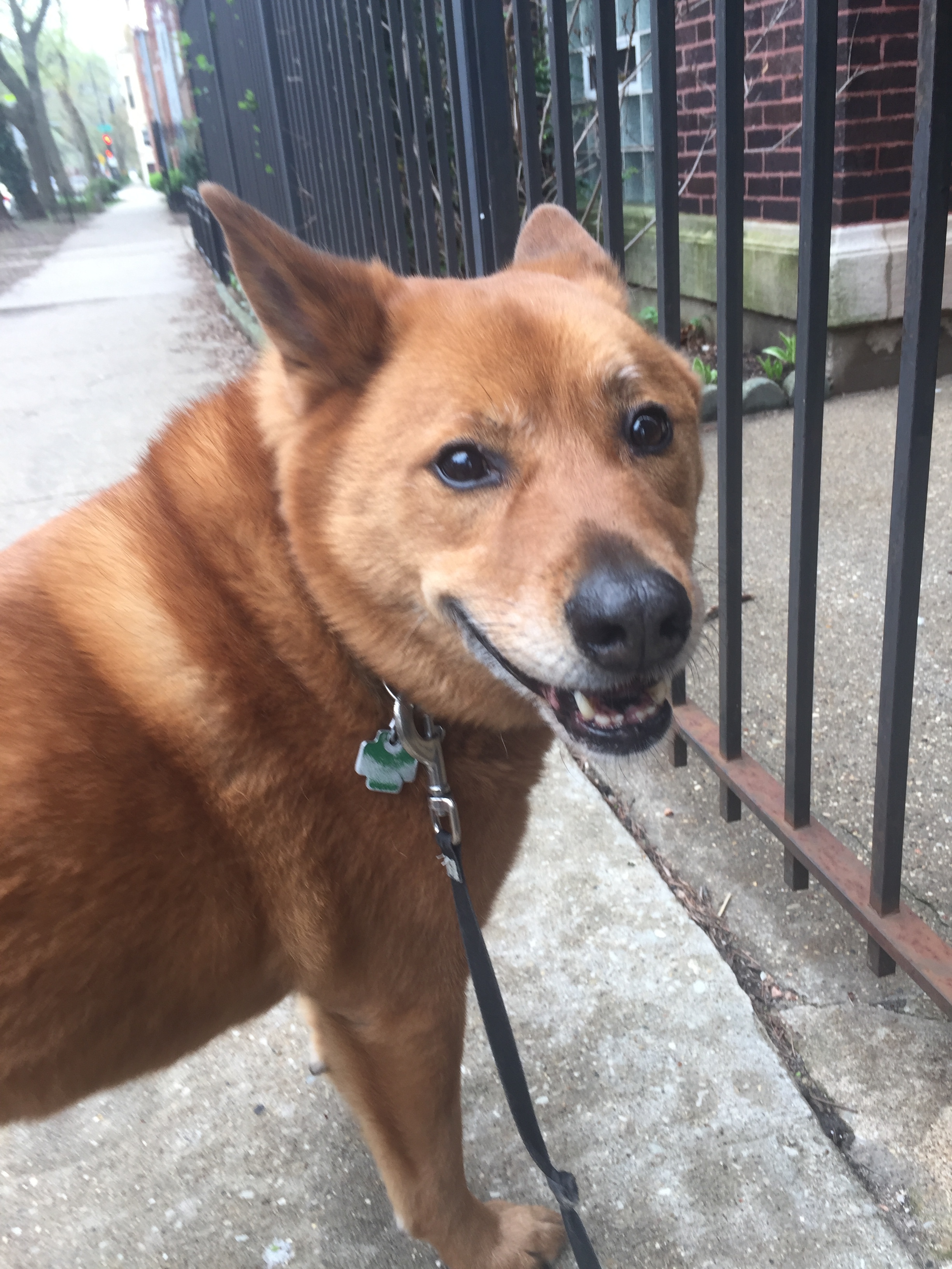 A picture of Ricky to break up the wall of text, unrelated to the topic at hand. However, full blog post to come on Ricky and his sister Sophie soon.
