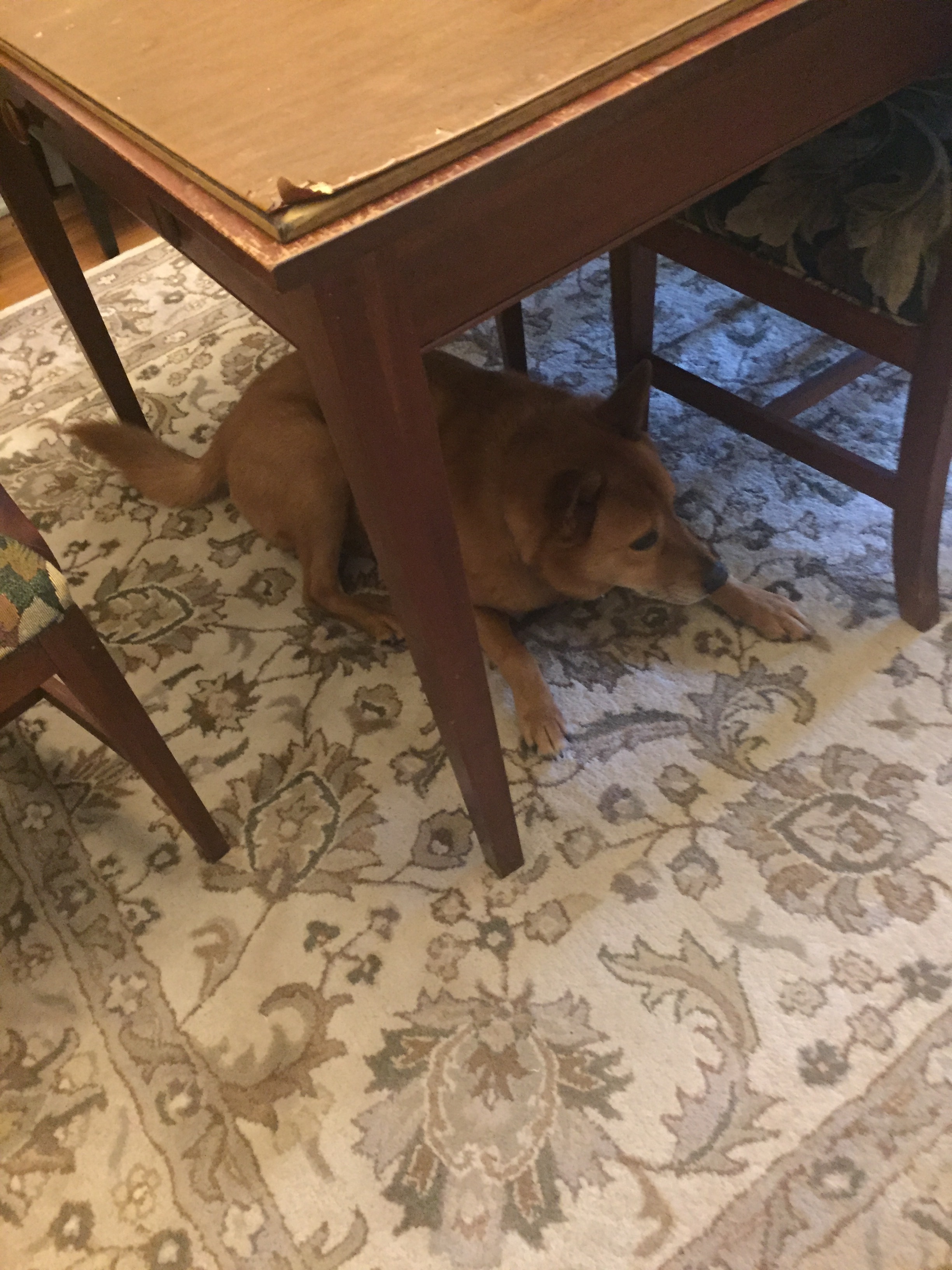 RICKY RICKY MUST YOU HIDE TO EAT YOUR TREAT LET'S TALK ABOUT THIS MAN
