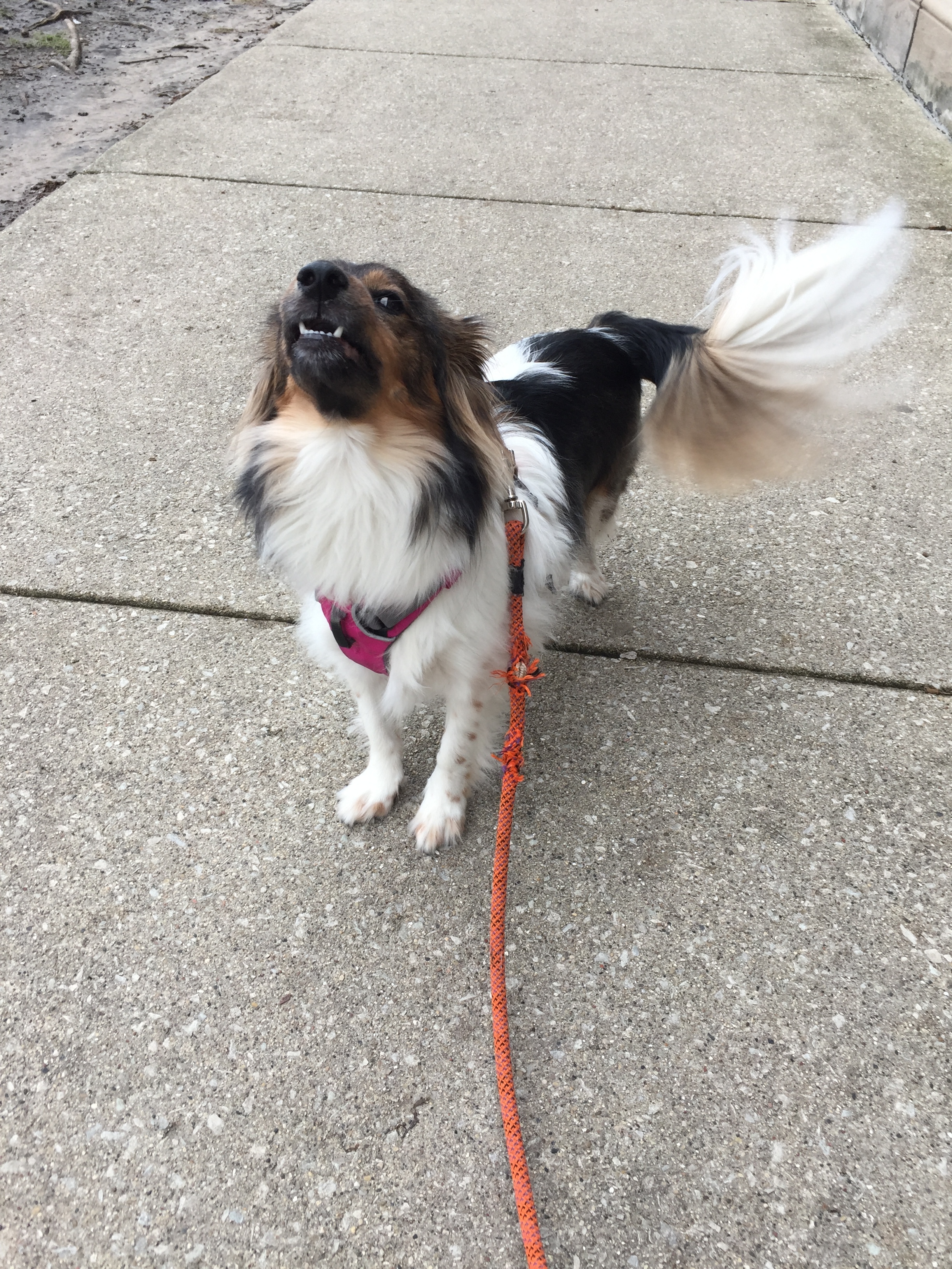 An example of a proud, but firm, bark.