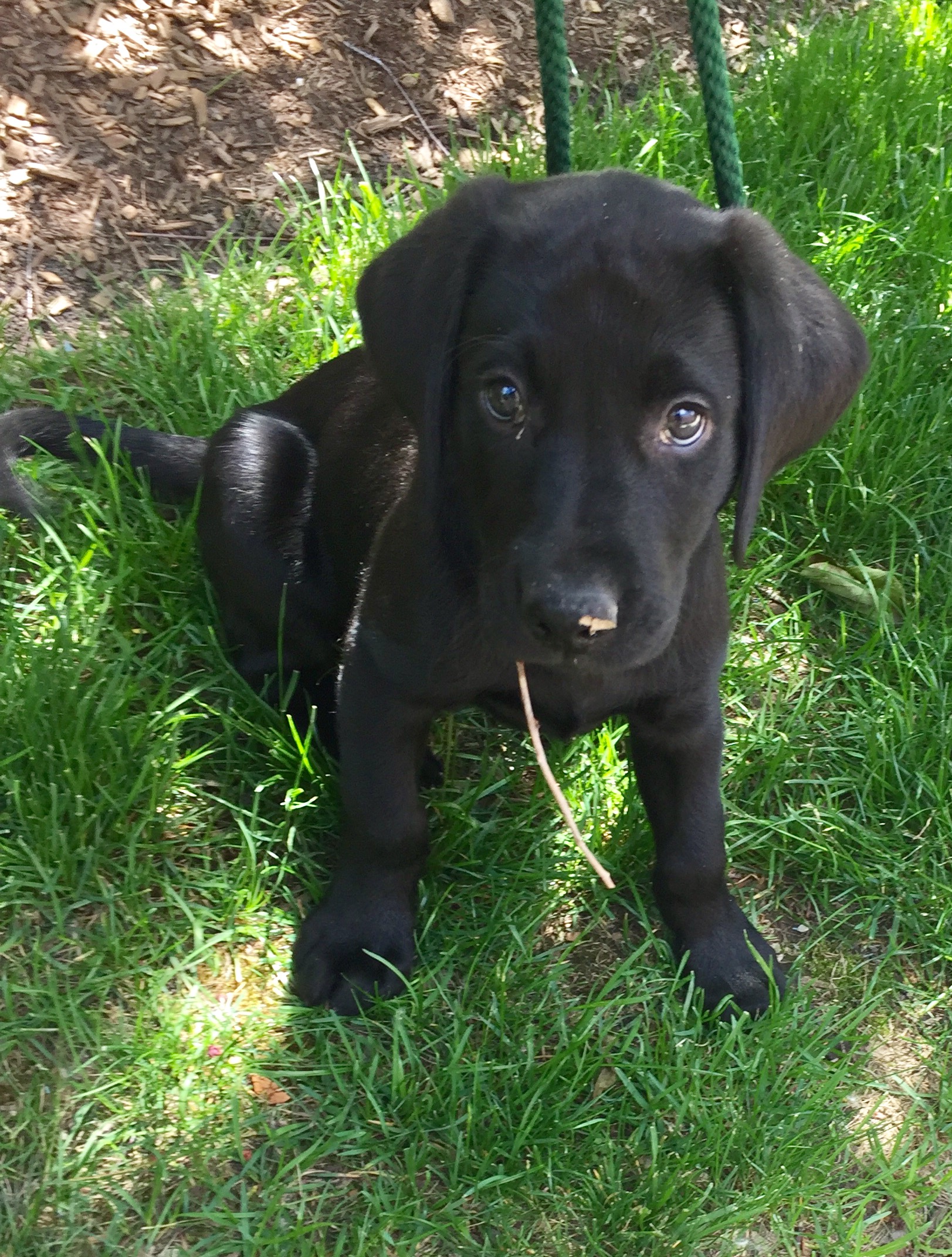 I called him a "farmer" for the entire walk because of the piece of straw in his mouth.