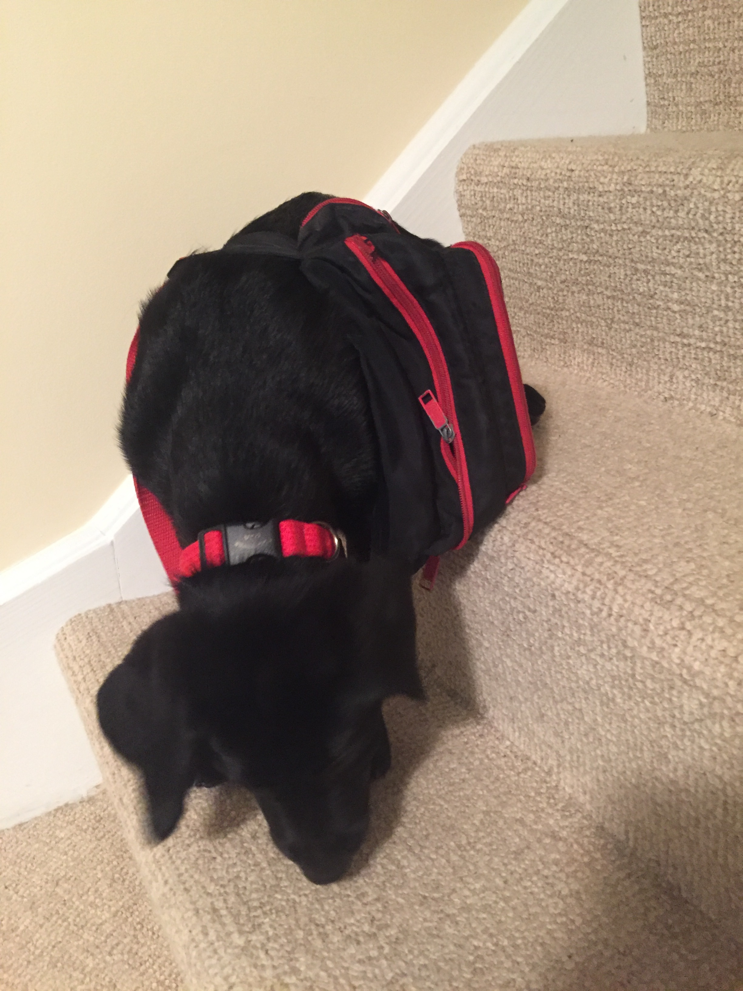 Otis getting ready for his first day of schooooooooool!