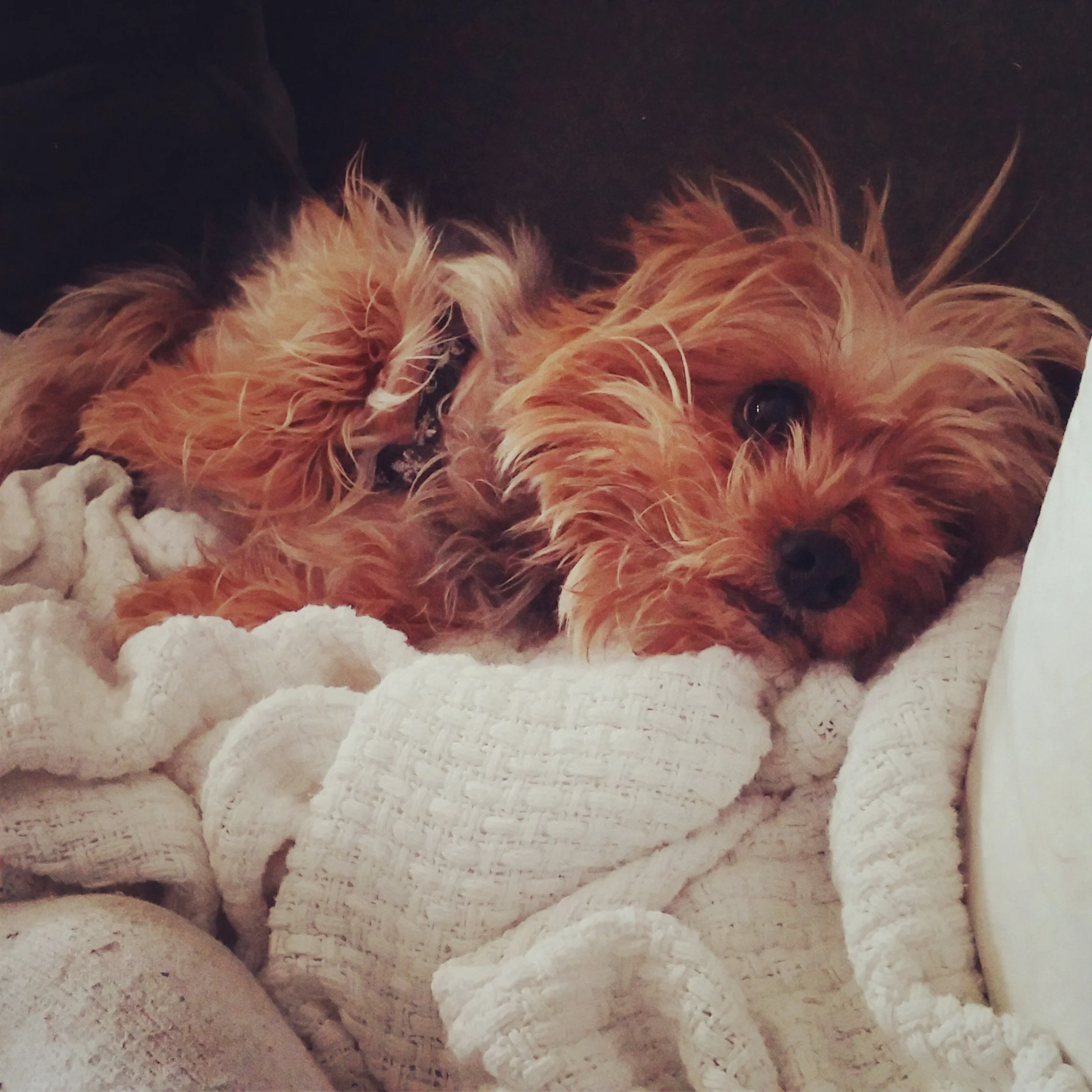 Baxter, after changing his coloring through illusory magic.