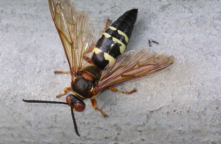 Cicada killer? NO THANK YOU SIR.