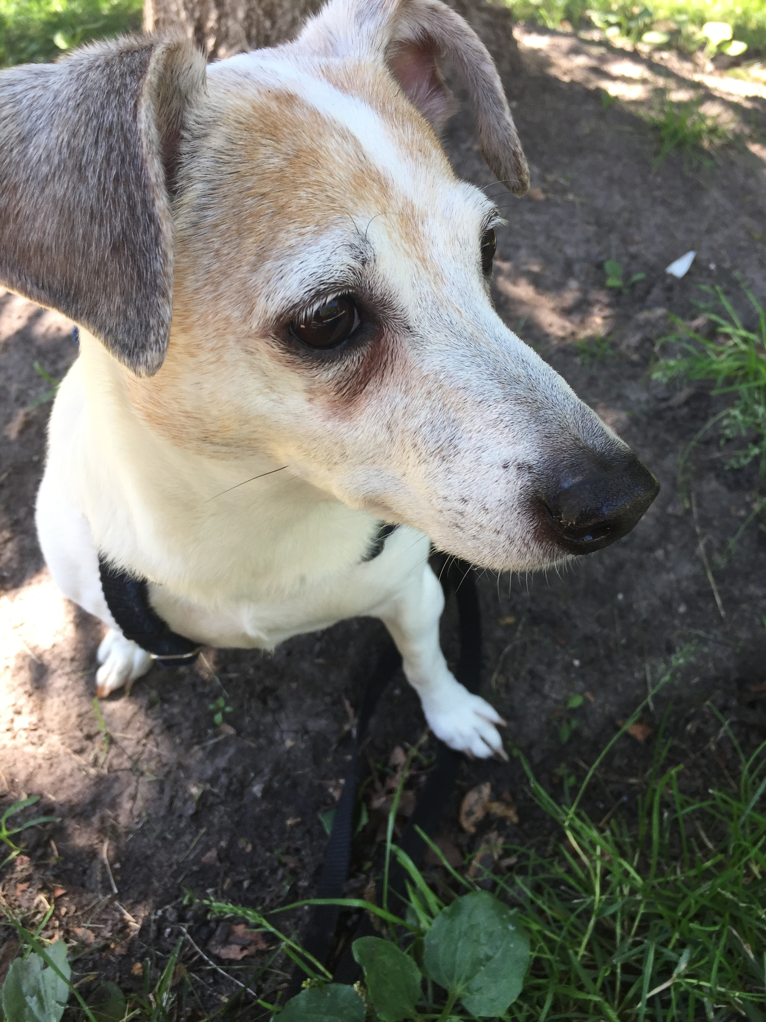 Lola, not a fan of the Kinks' song that bears her name. "Overplayed." she howls.