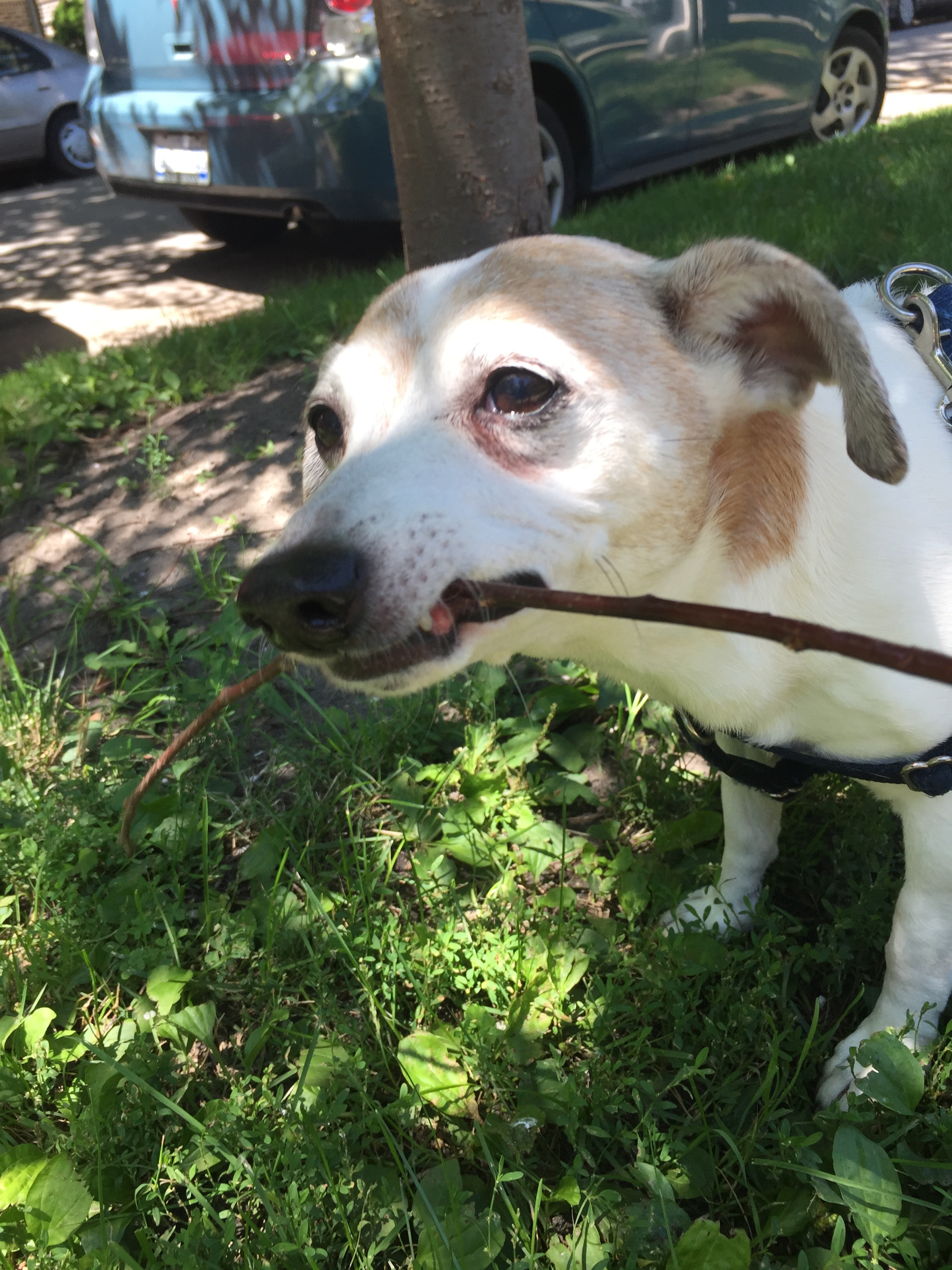That feeeeeeeeeeeeeeeeel when you find a good stick.