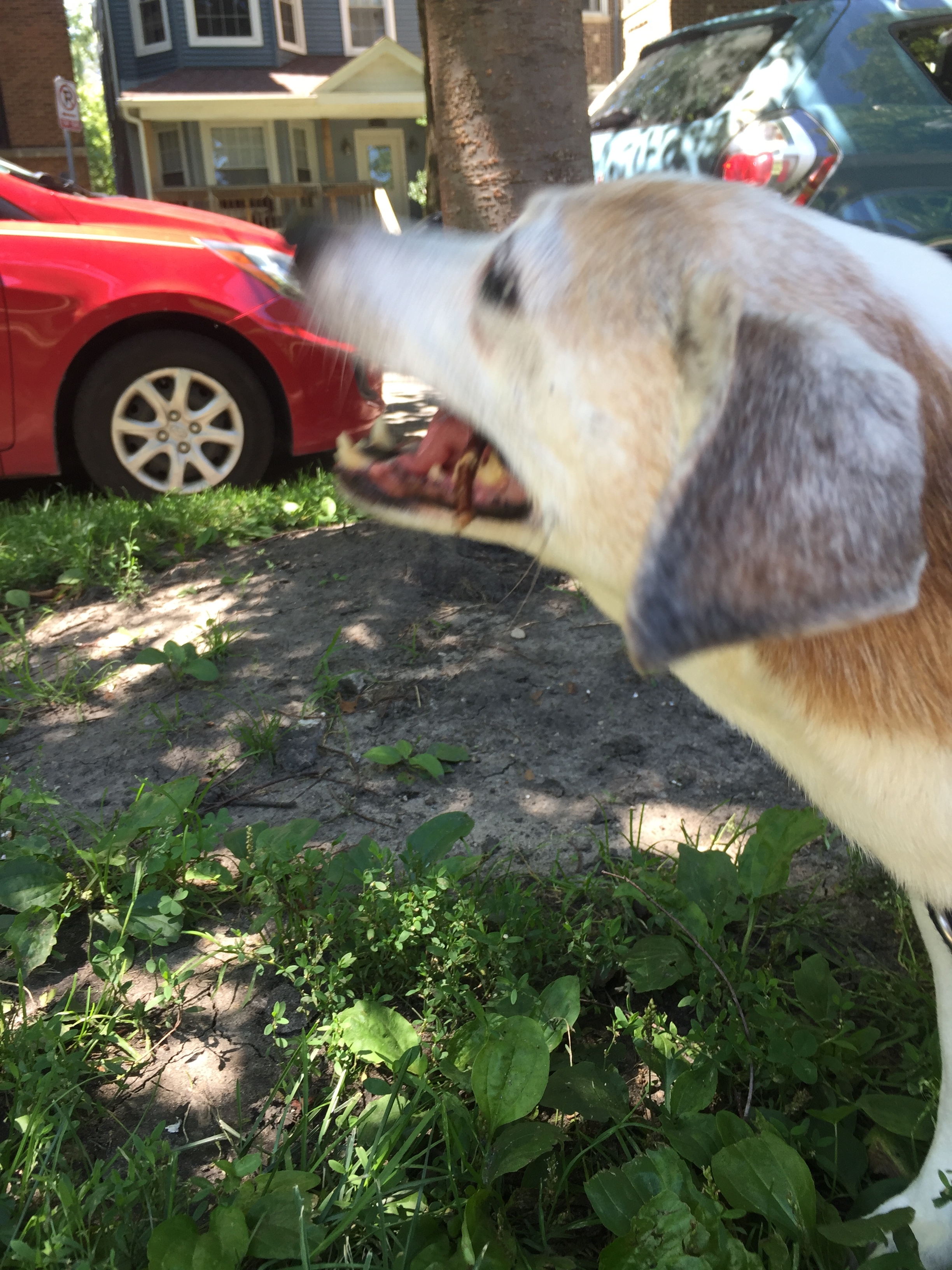 Barkin' at a car.