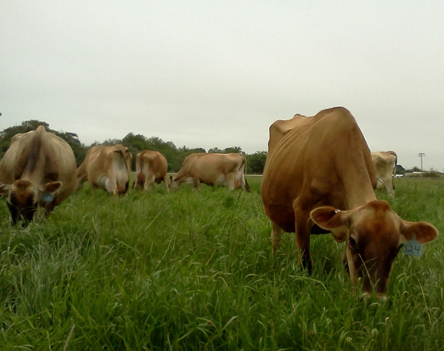 Dairy cows in Ferndale, California, home to three dairy operations that have gone completely grain-free.