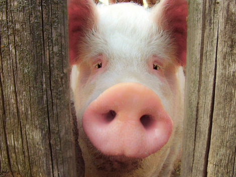 sad-pig.jpg