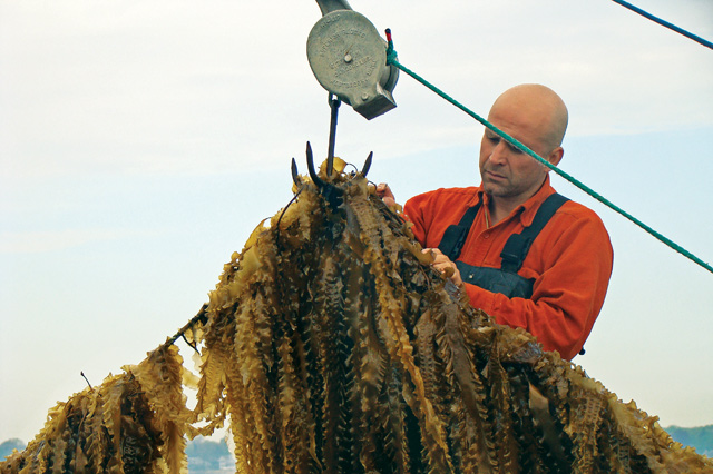 kelp_Bren_smith.jpg