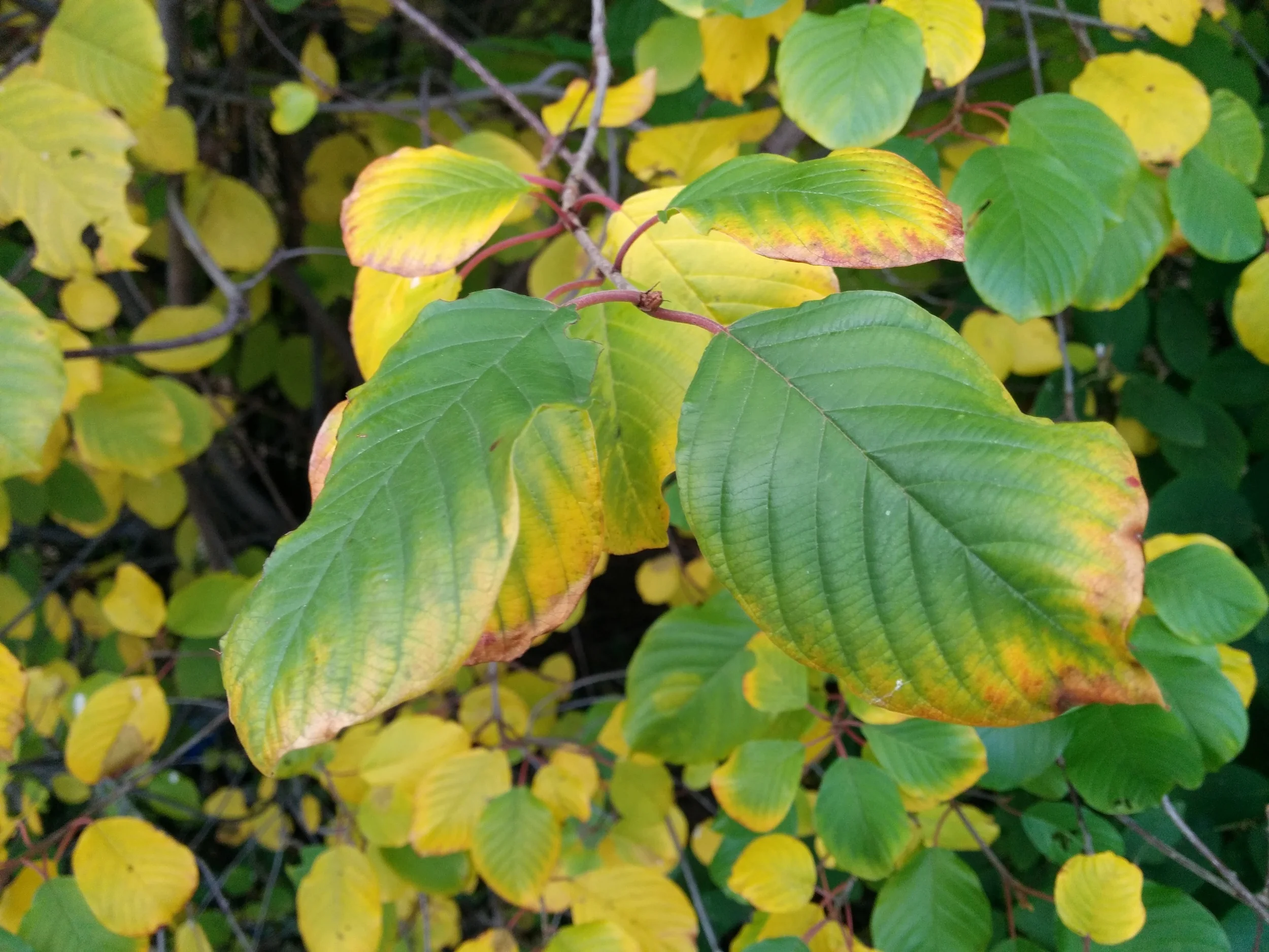 IMG_20131110_141148.jpg