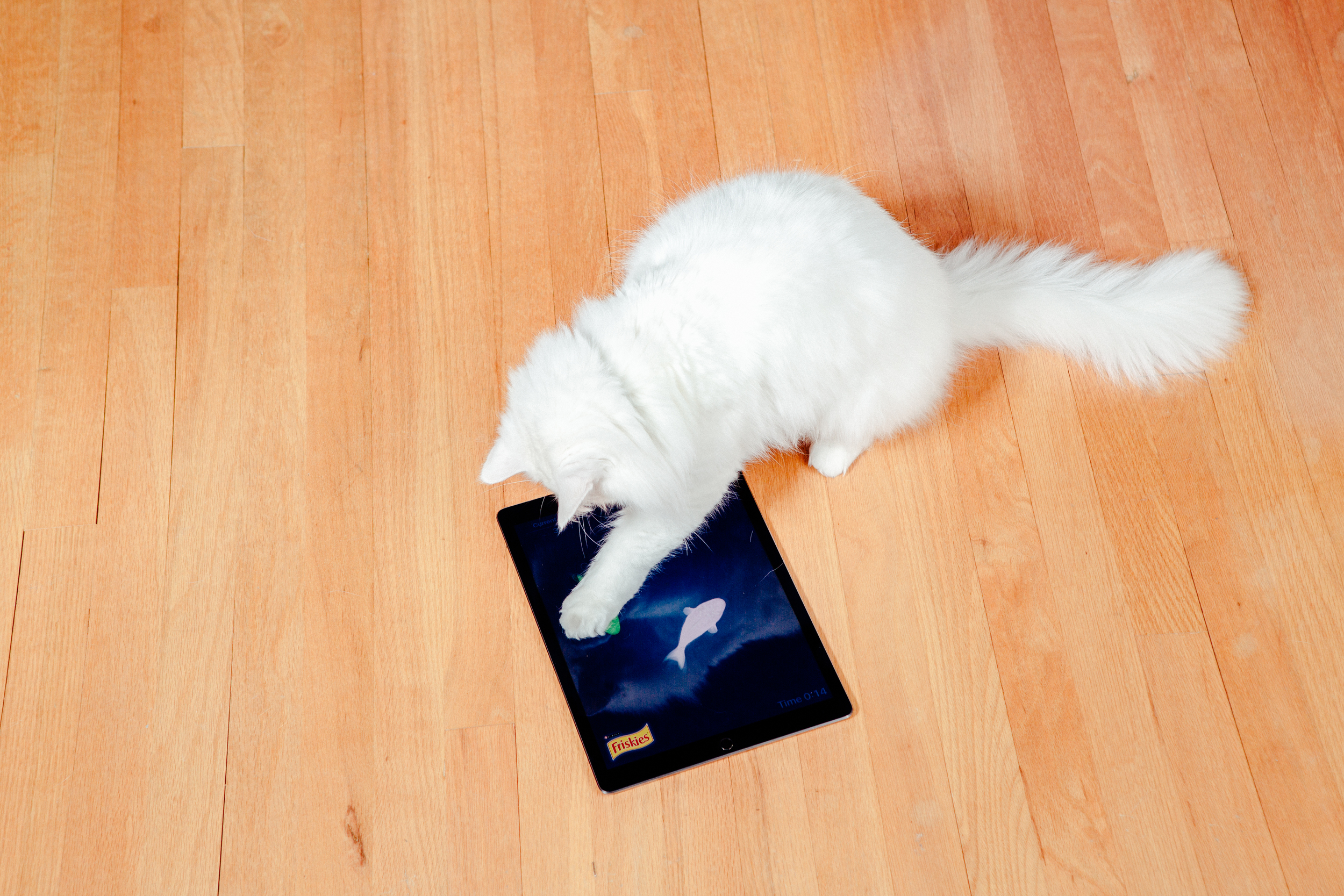 The iPad Pro is a (deaf) cat friendly device.
