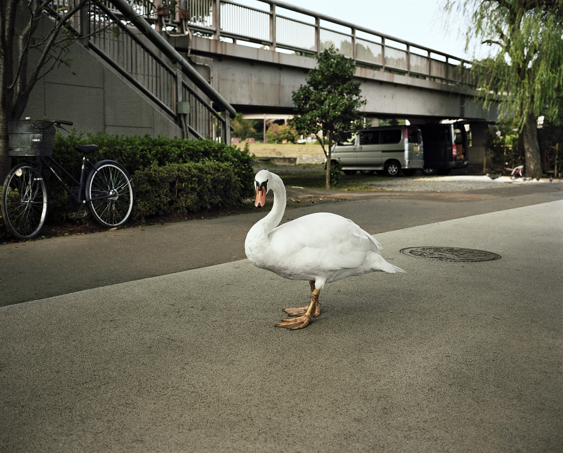 Swan, Japan