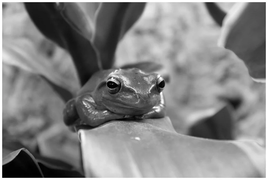 black_and_white_frog_by_dysfunctionalkid-d3097fo.jpg