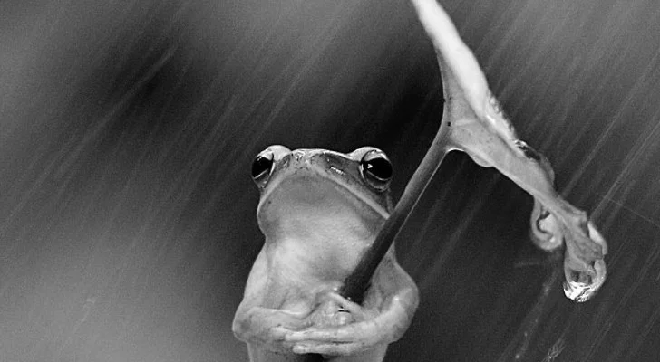 Picture-of-the-Day-Aquaphobic-Frog-Uses-Leaf-to-Shield-Itself-from-the-Rain.jpg